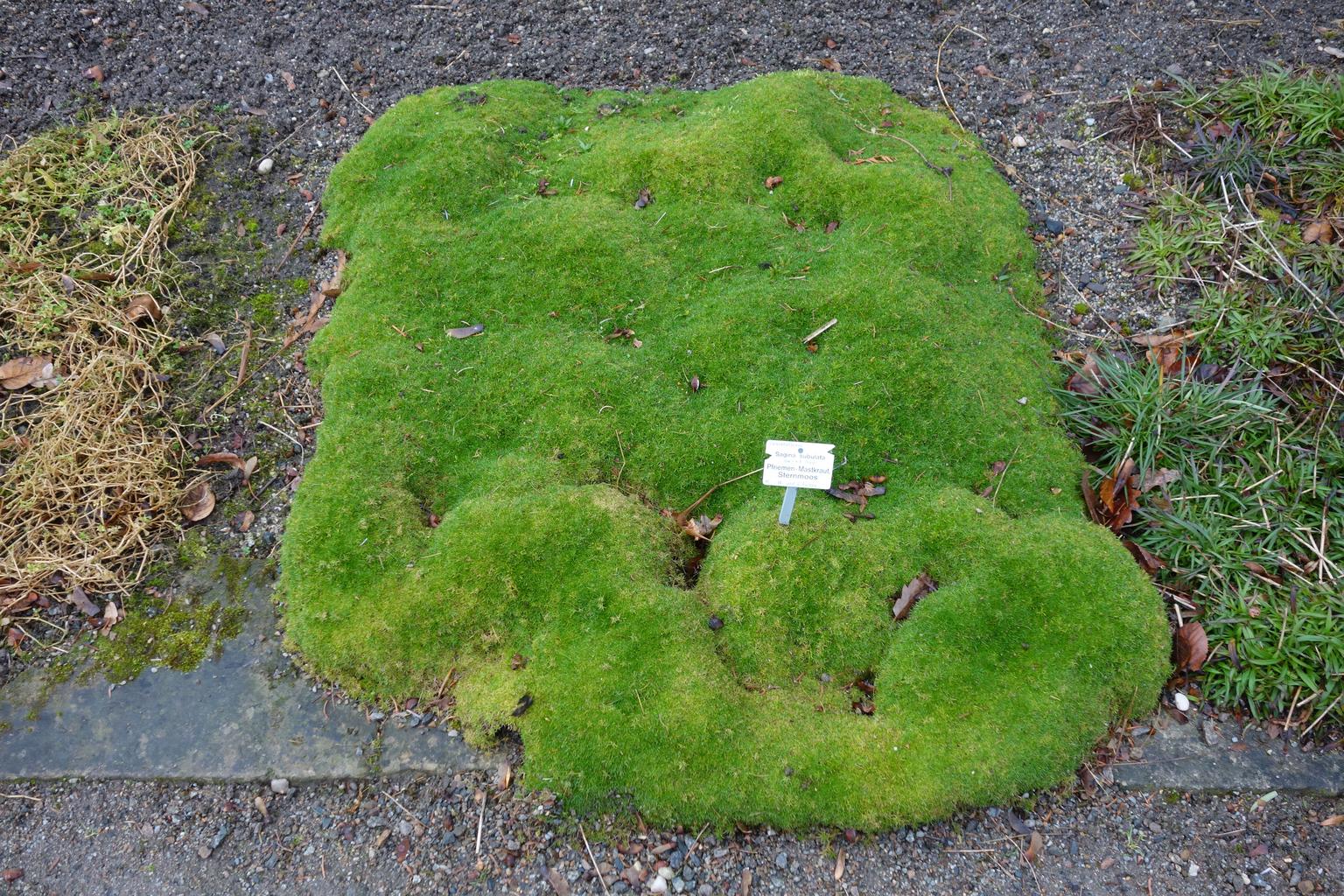 Sagina subulata <br>SAGINA MOSS, SCOTTISH MOSS, PEARLWORT