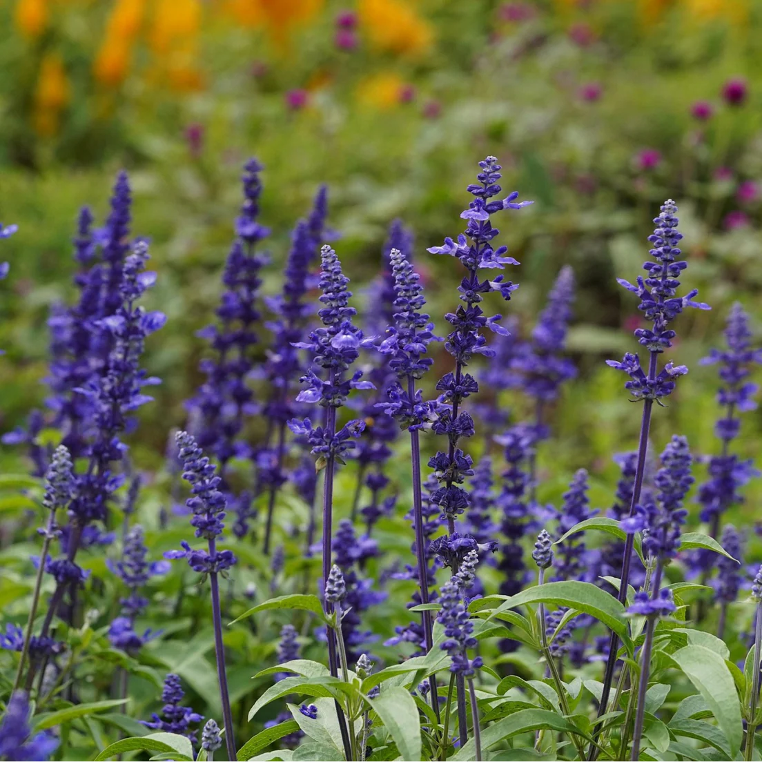 Salvia farinacea <br>TALL FORM OF VICTORIA SAGE, SAGE 'BLUE BEDDER'