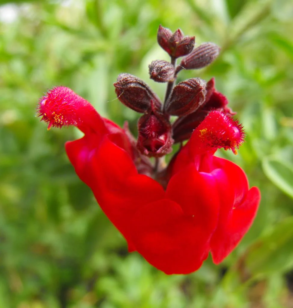 Salvia greggii <br>AUTUMN SAGE
