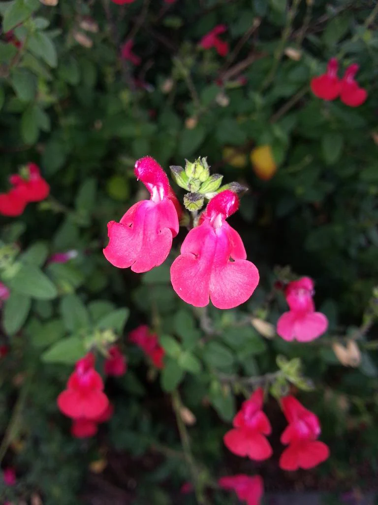 Salvia greggii <br>AUTUMN SAGE - Image 2