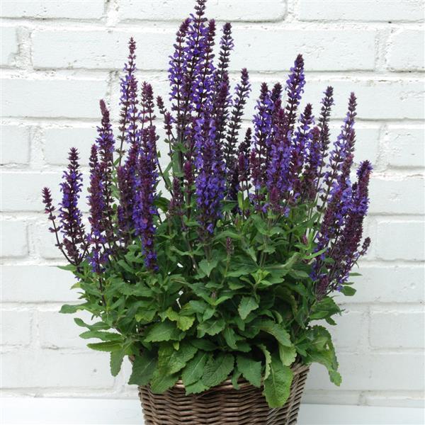 Salvia nemorosa <br>SAGE 'NEW DIMENSION' BLUE