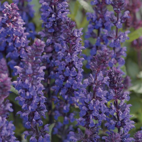 Salvia nemorosa <br>SAGE 'NEW DIMENSION' BLUE - Image 2