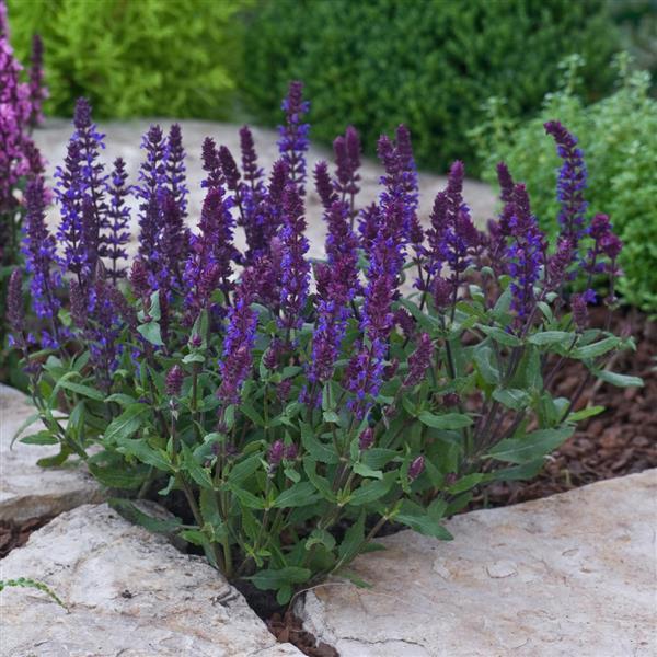 Salvia nemorosa <br>SAGE 'NEW DIMENSION' BLUE - Image 3