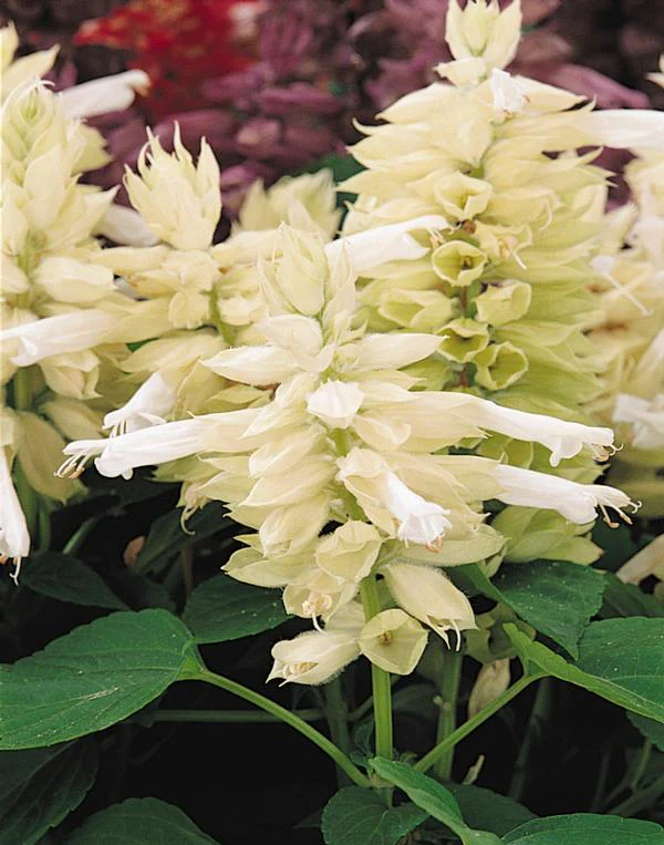 Salvia splendens <br>VISTA WHITE SALVIA