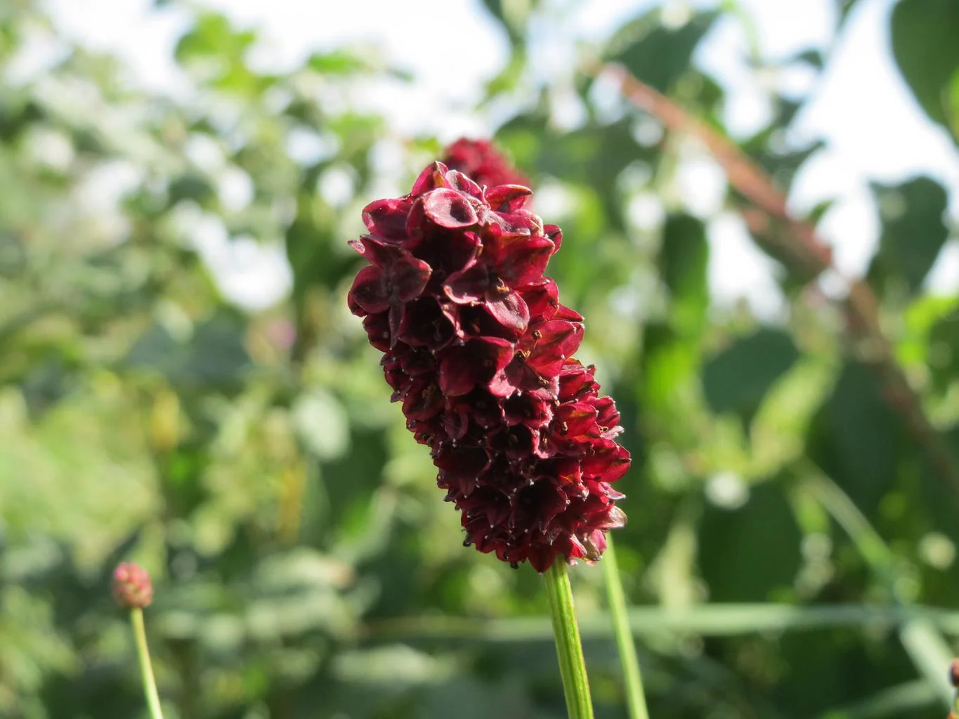 Sanguisorba menziesii <br>BURNET