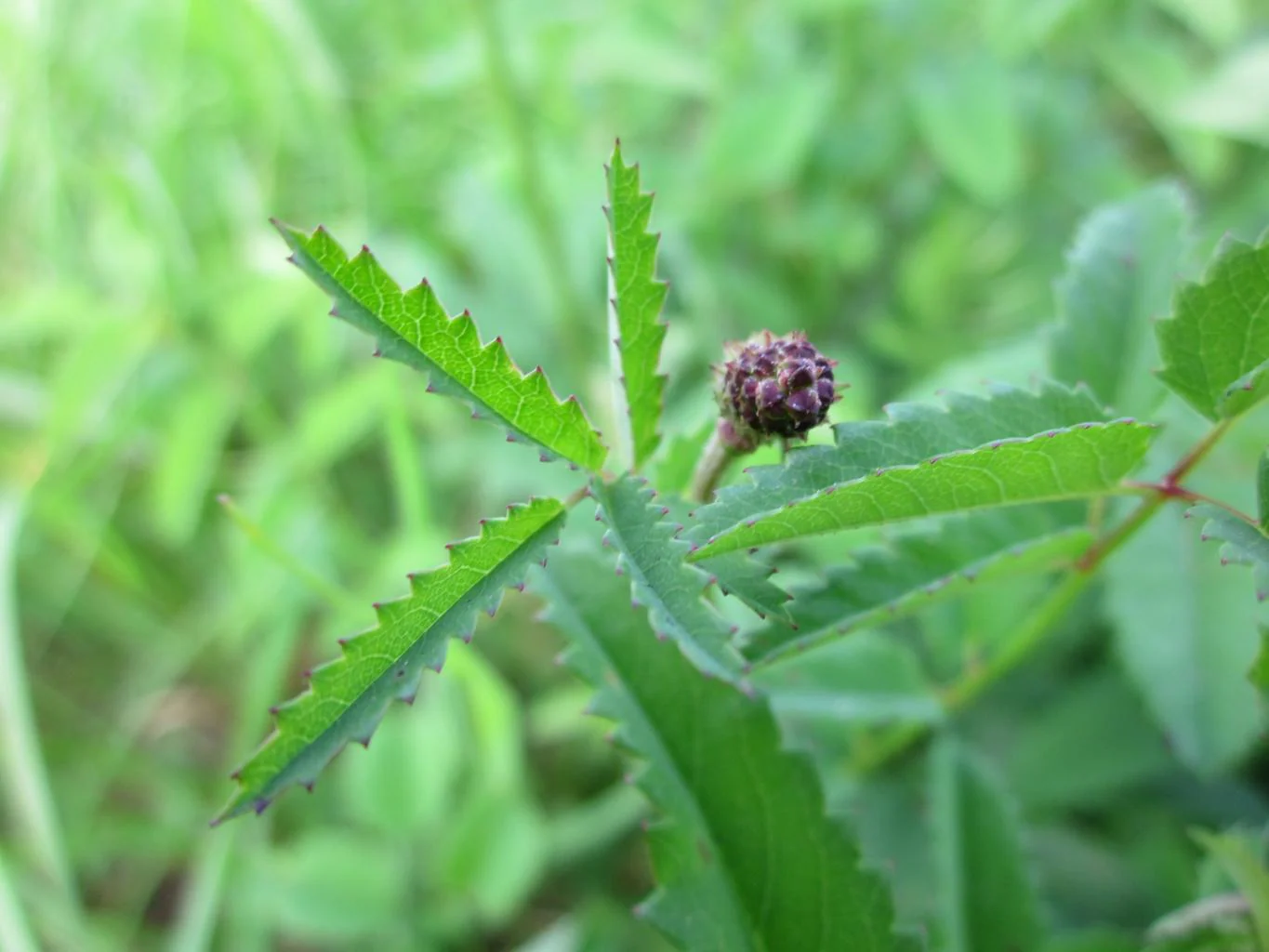 Sanguisorba menziesii <br>BURNET - Image 2