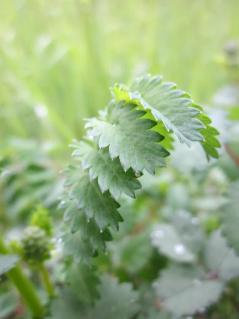 Sanguisorba menziesii <br>BURNET - Image 3