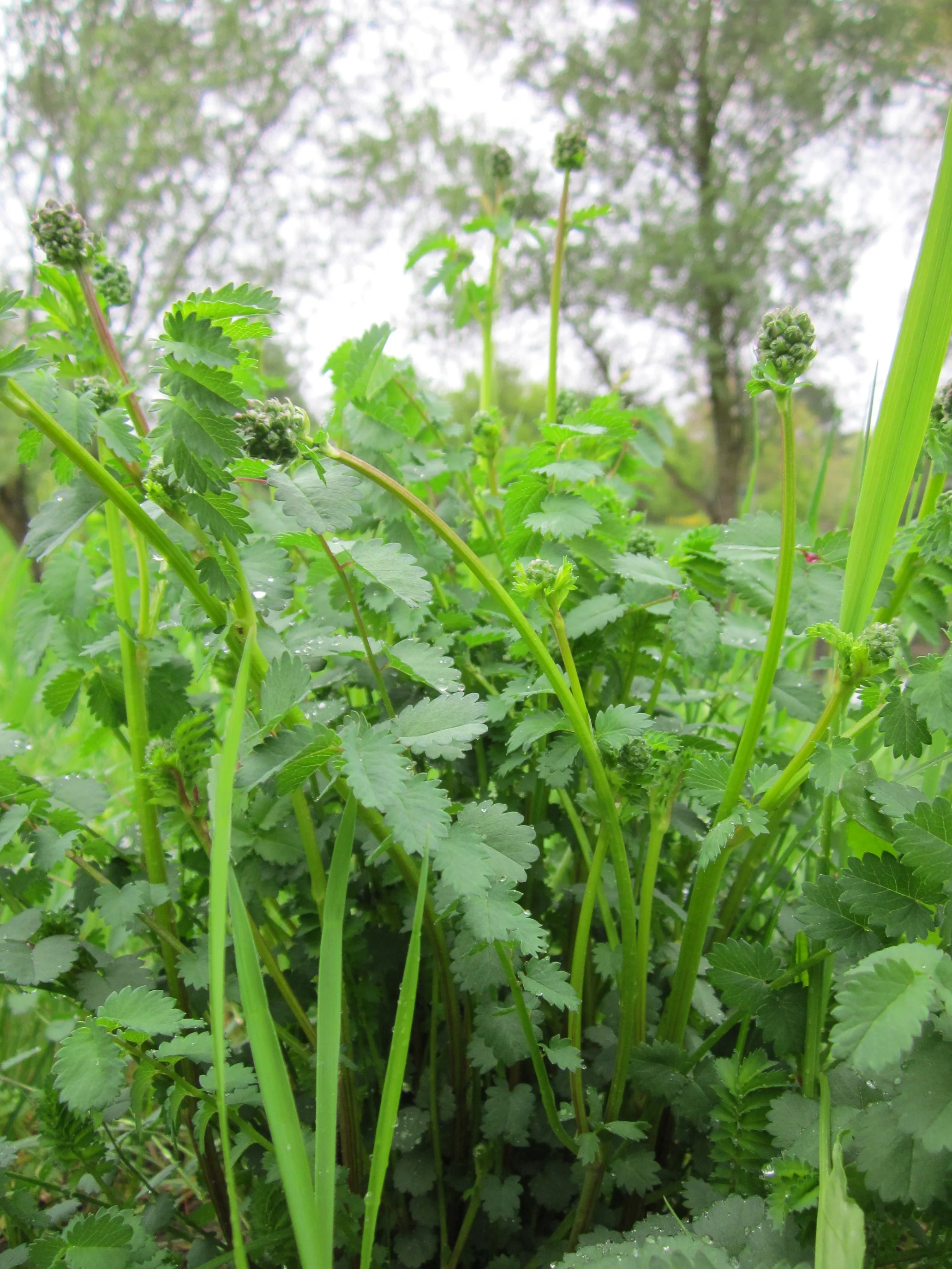 Sanguisorba minor <br>BURNET, PIMPERNELLE - Image 2