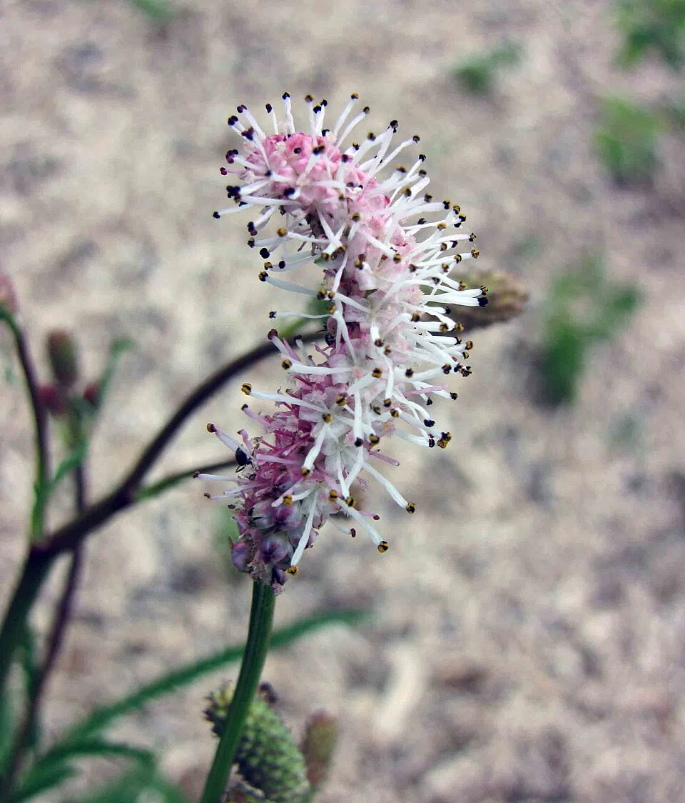 Sanguisorba parviflora <br>NARROW LEAF BURNET