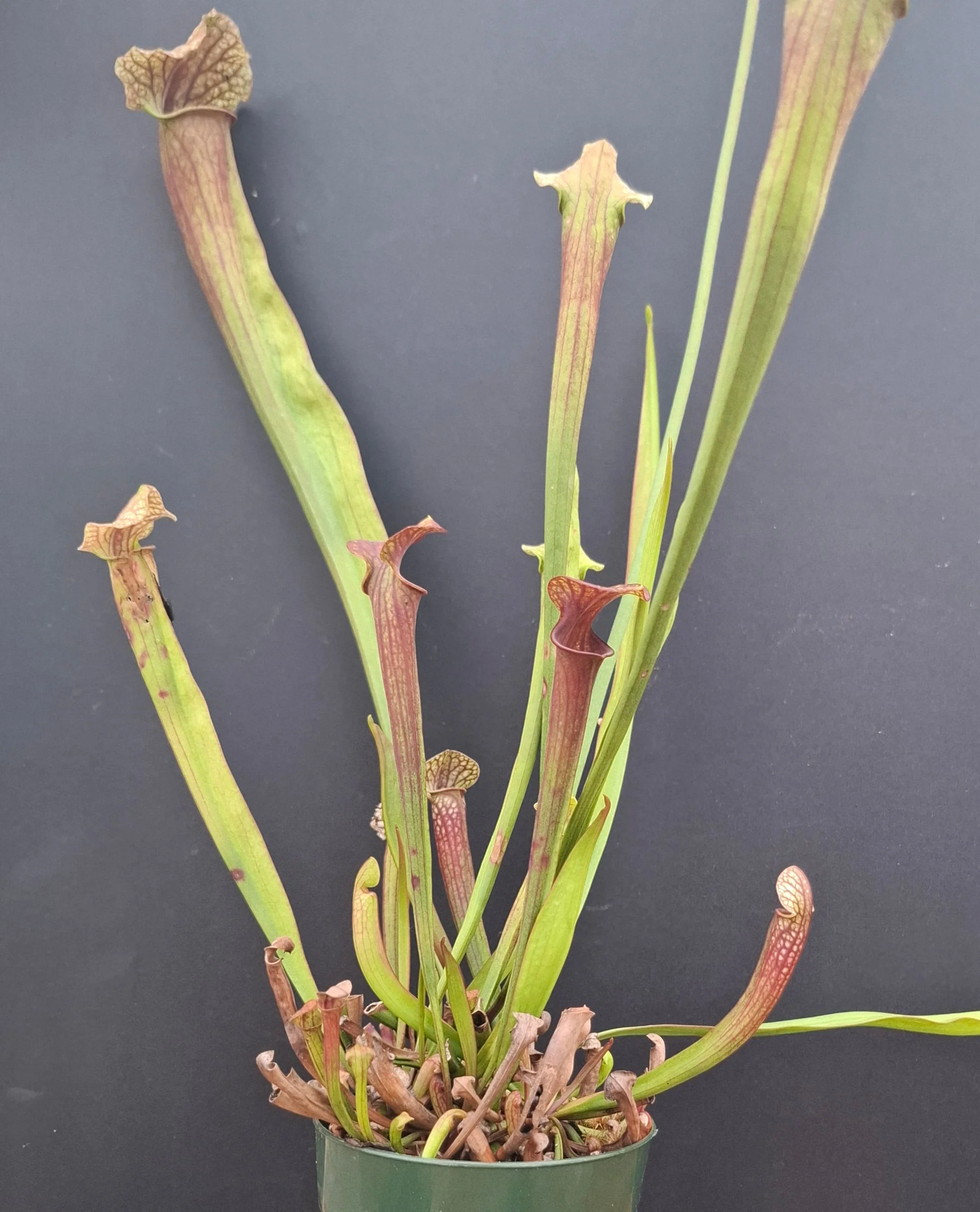 Sarracenia <br>(KERMIT X OP) X OP - Image 2