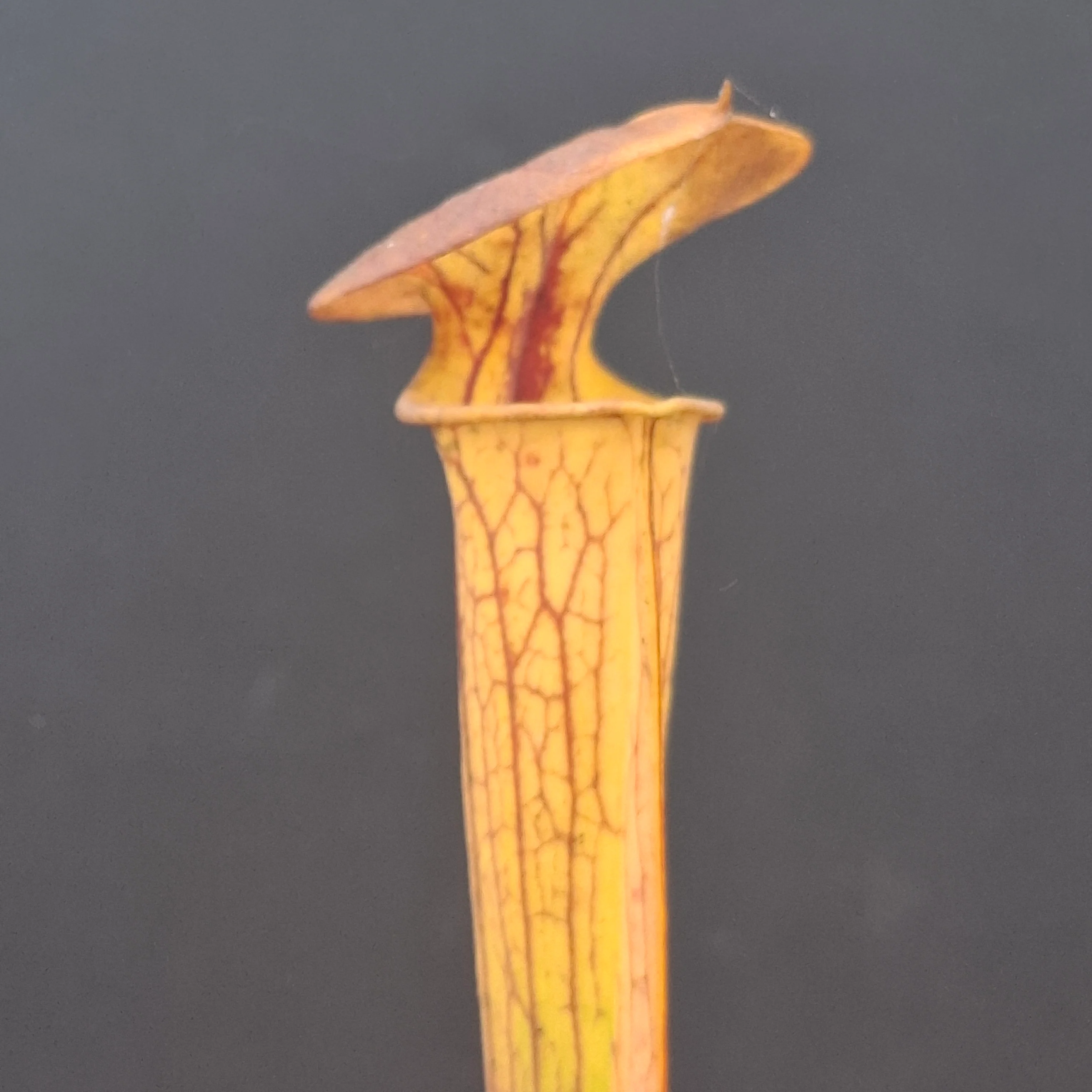 Sarracenia flava var. ornata <br>YELLOW PITCHER PLANT
