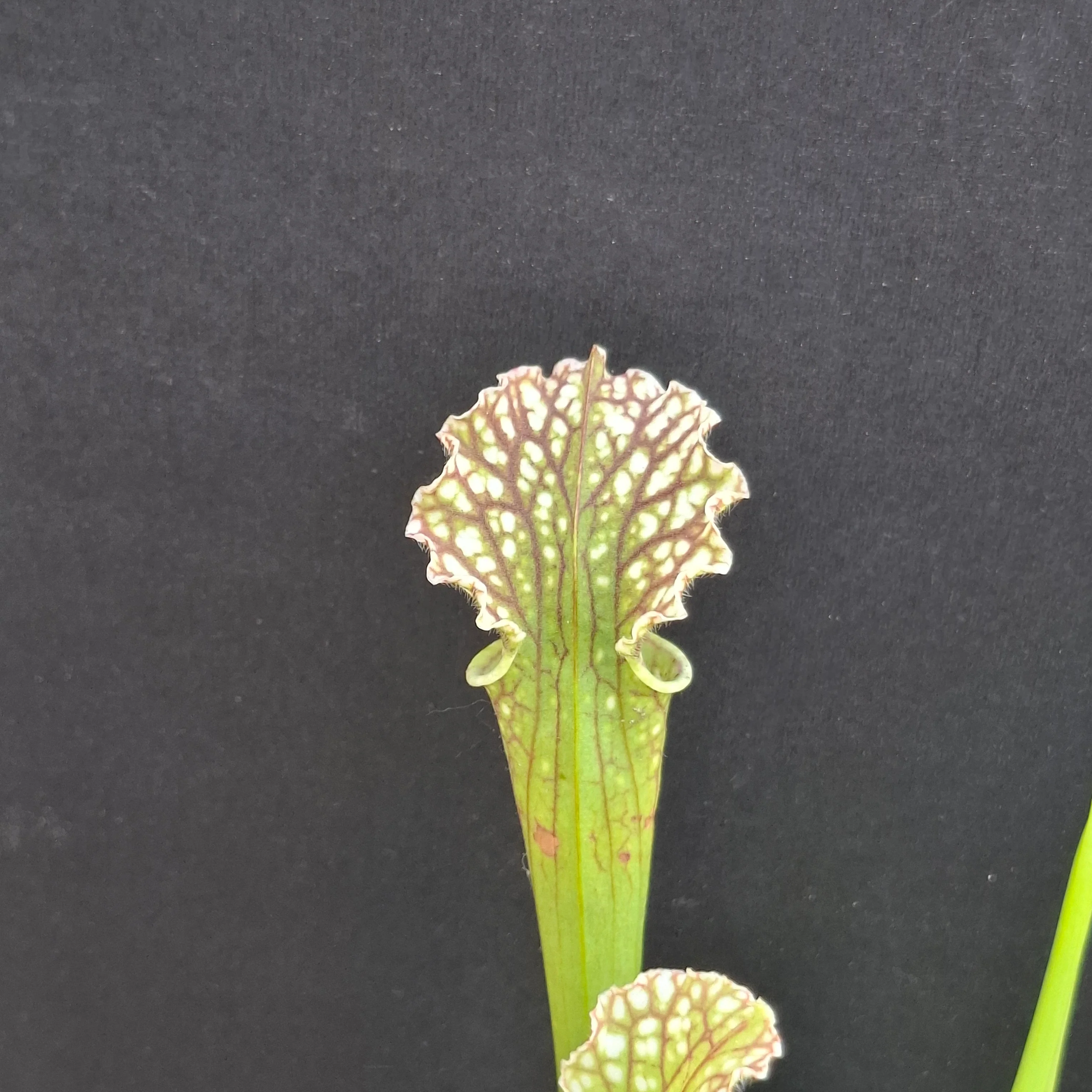Sarracenia leucophylla x OP <br>PITCHER PLANT - Image 6