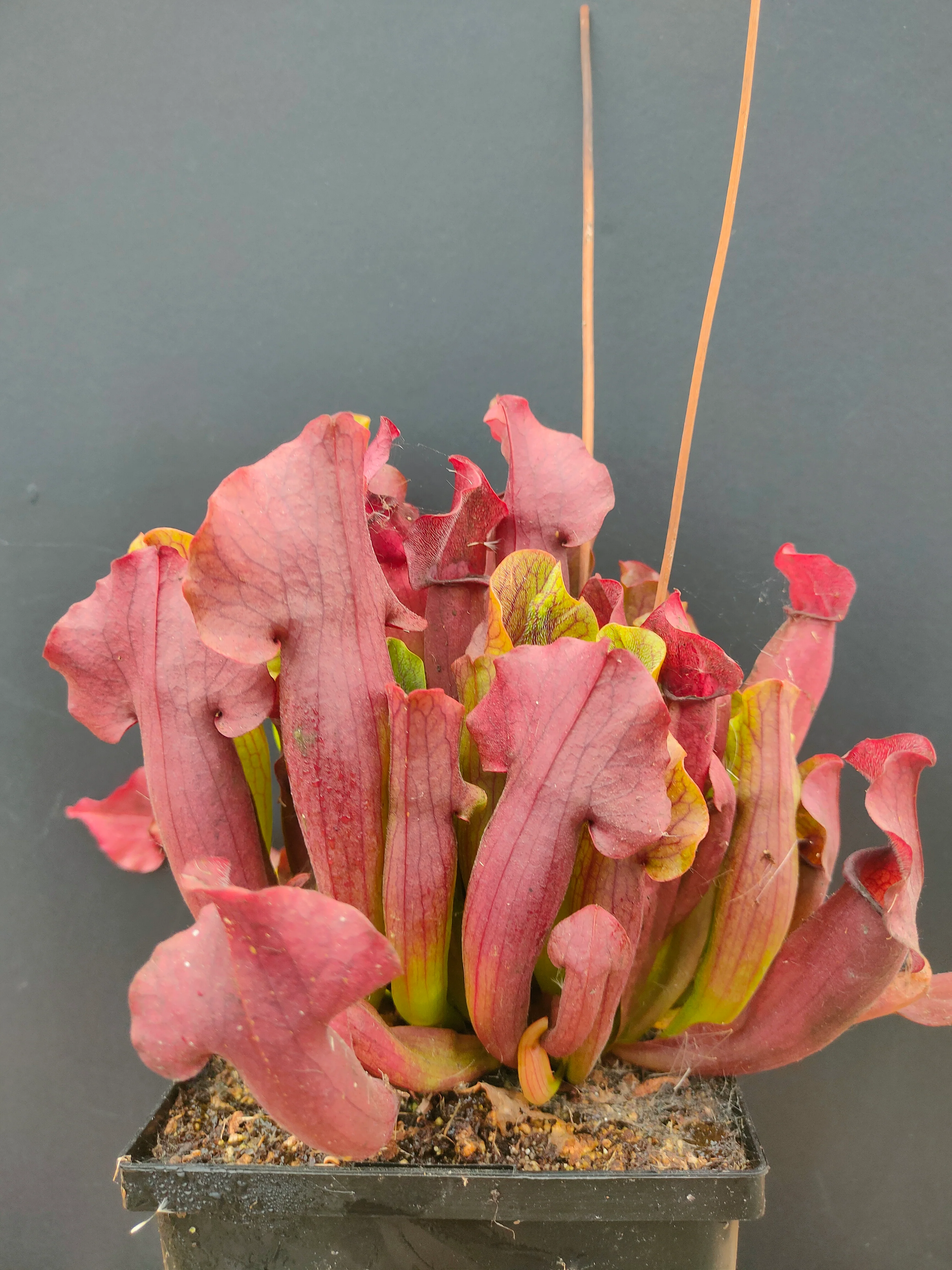 Sarracenia Purpurea 'Maroon' <br>PITCHER PLANT 'MAROON' - Image 2