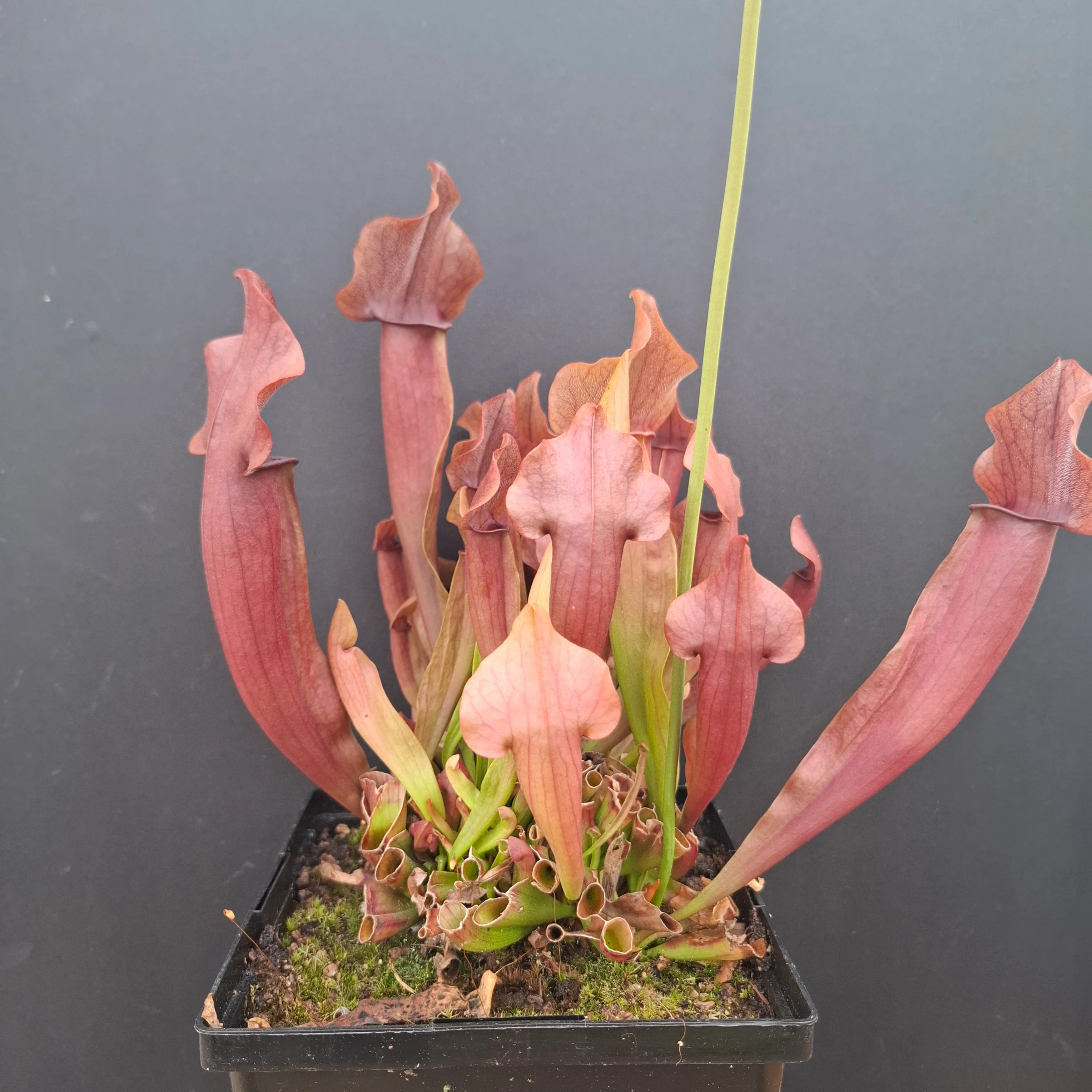 Sarracenia Purpurea 'Maroon' <br>PITCHER PLANT 'MAROON' - Image 3