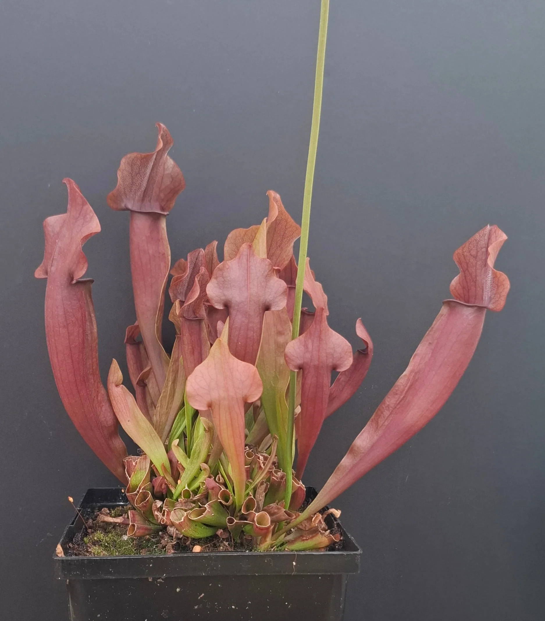 Sarracenia Purpurea 'Maroon' <br>PITCHER PLANT 'MAROON' - Image 4