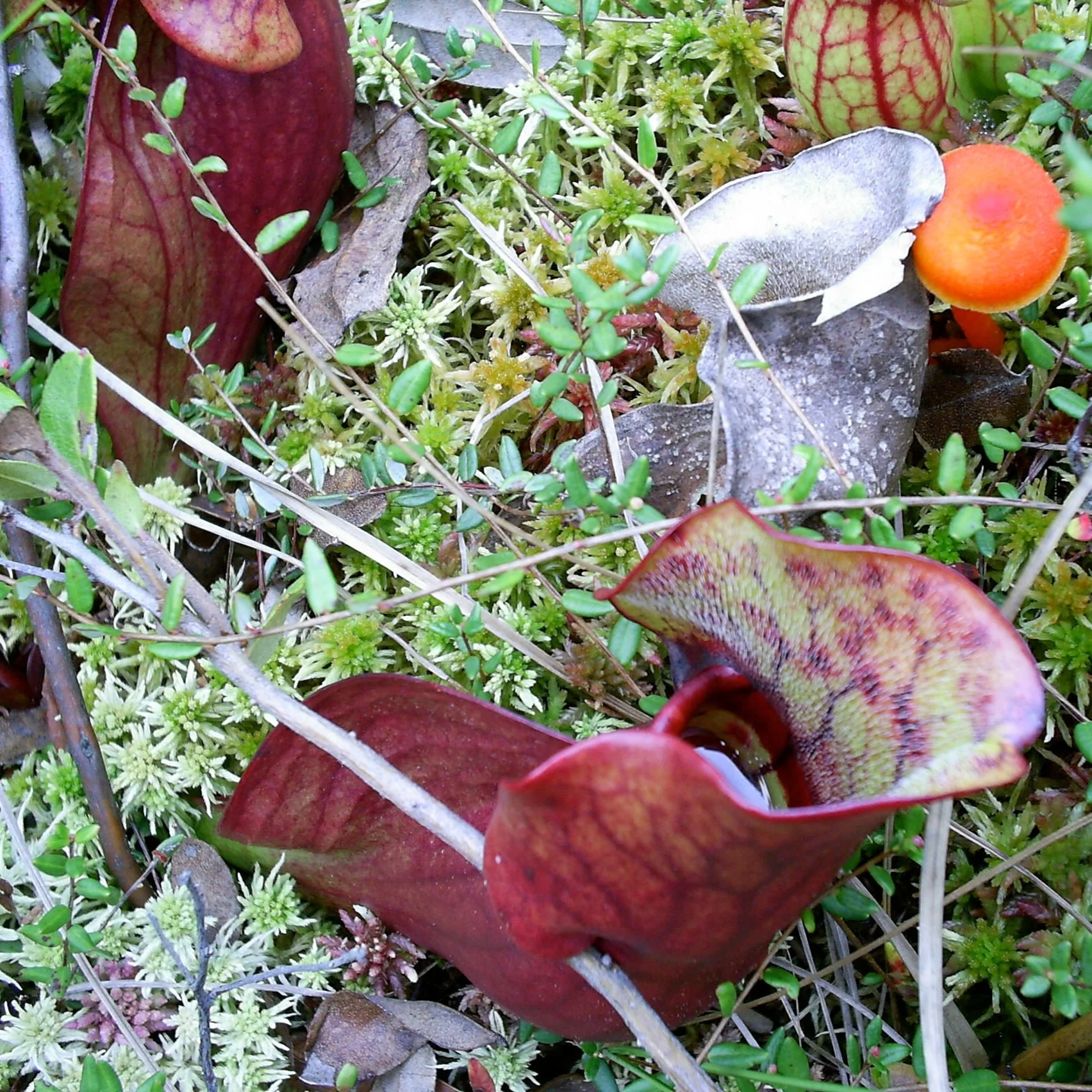 Sarracenia purpurea ssp. purpurea var. ripicola <br>HARDY NORTHERN PITCHER PLANT