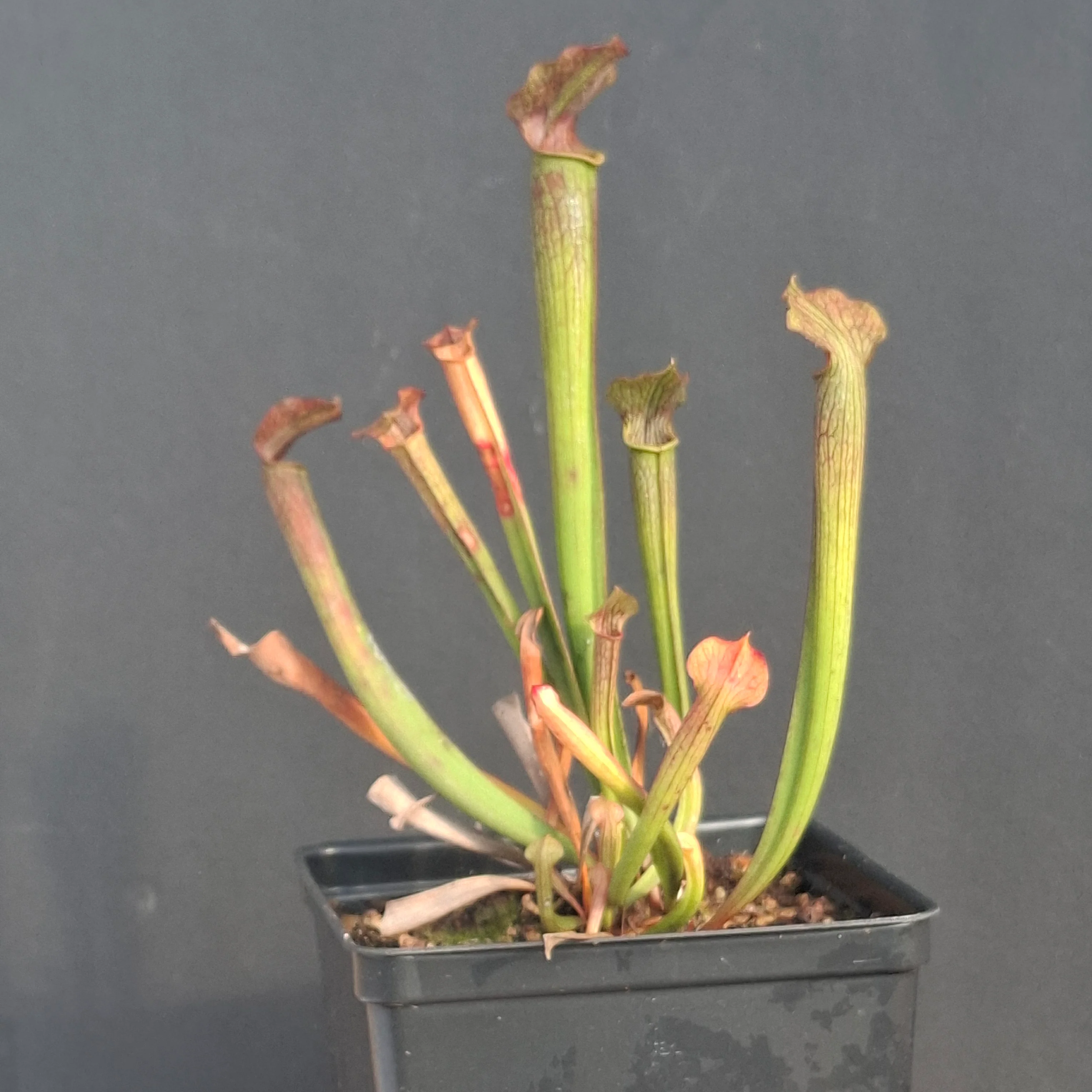 Sarracenia rubra ssp. gulfensis <br>SWEET PITCHER PLANT - Image 2