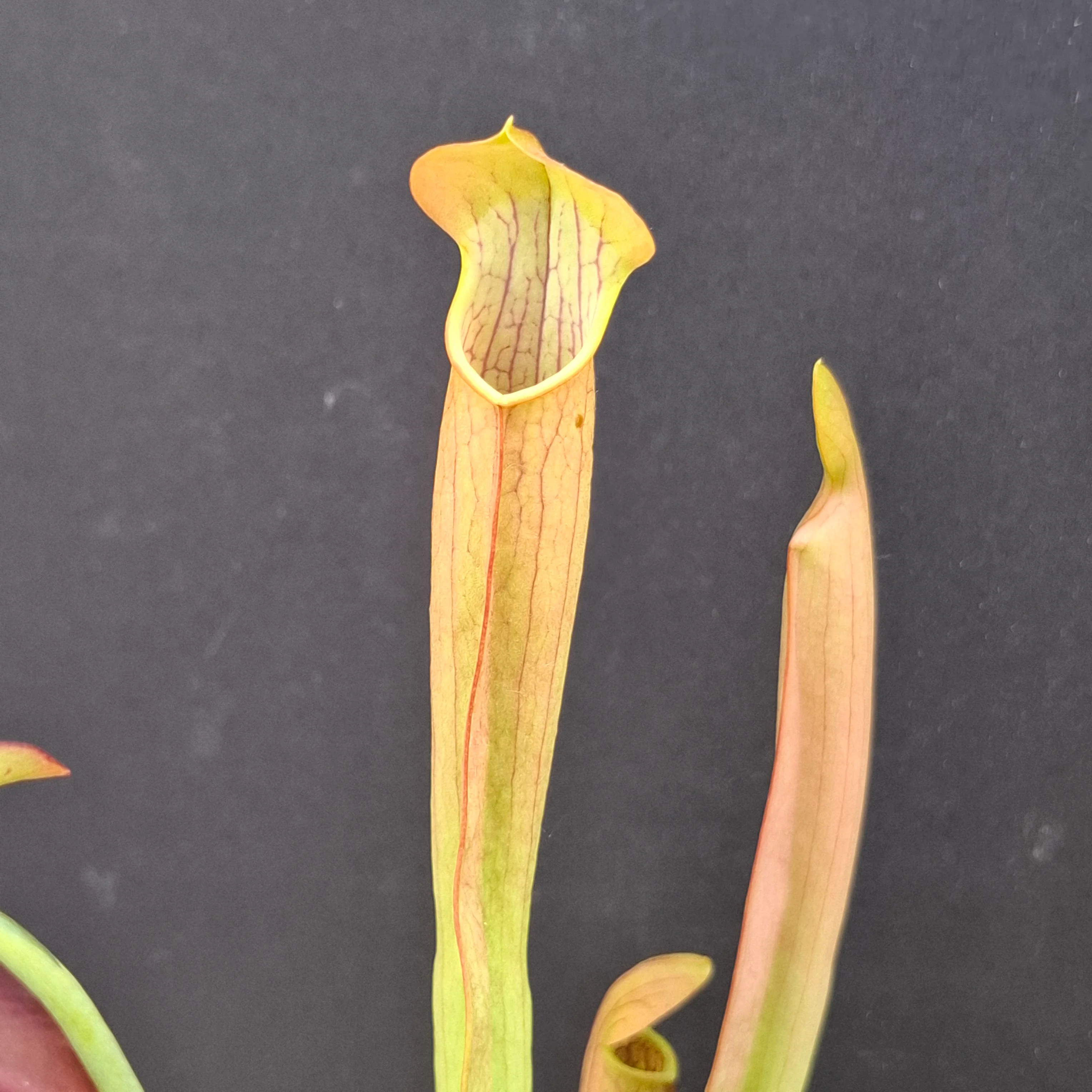 Sarracenia rubra ssp. gulfensis <br>SWEET PITCHER PLANT - Image 4