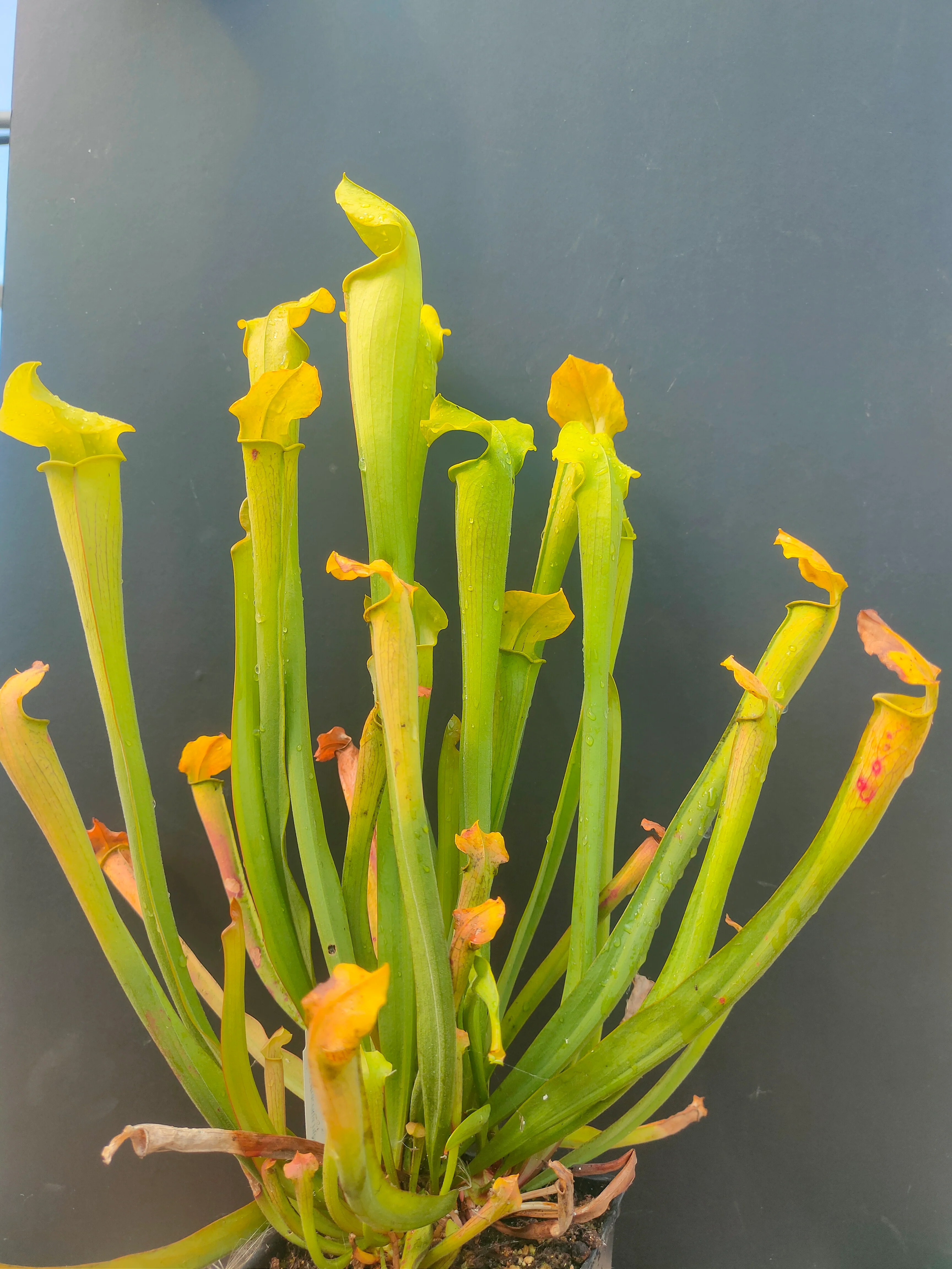 Sarracenia rubra ssp. wherryi <br>SWEET PITCHER PLANT - Image 2