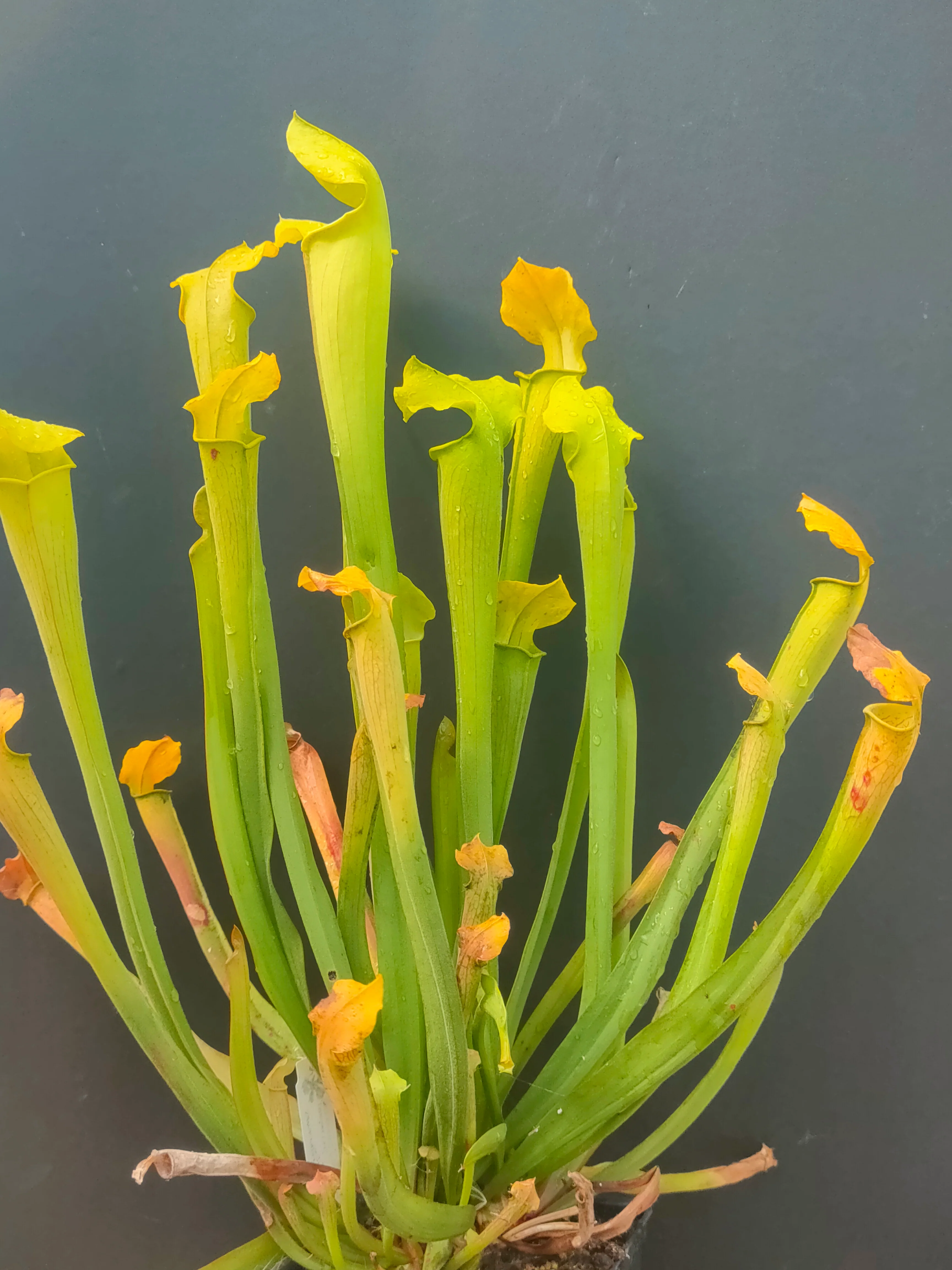 Sarracenia rubra ssp. wherryi <br>SWEET PITCHER PLANT - Image 3