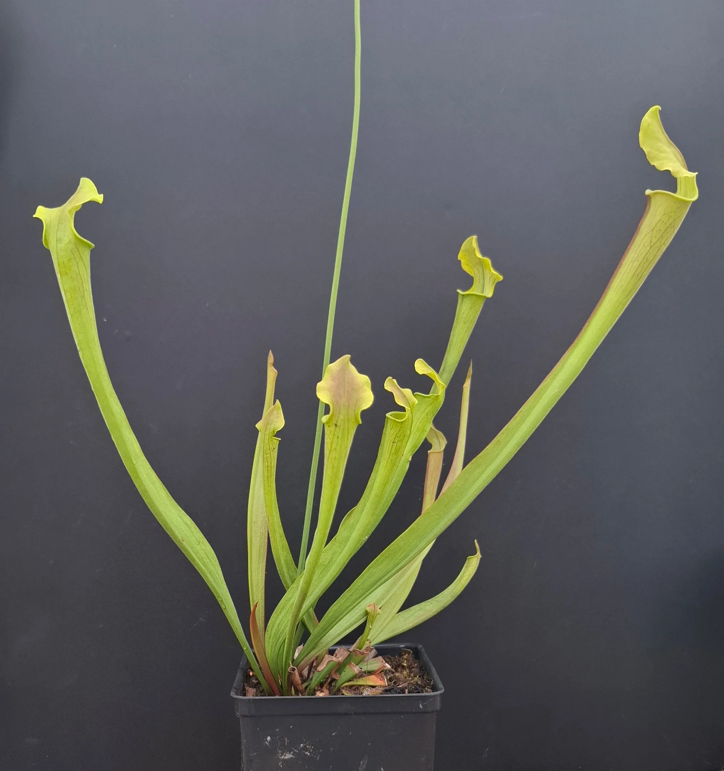 Sarracenia rubra ssp. wherryi <br>SWEET PITCHER PLANT - Image 4