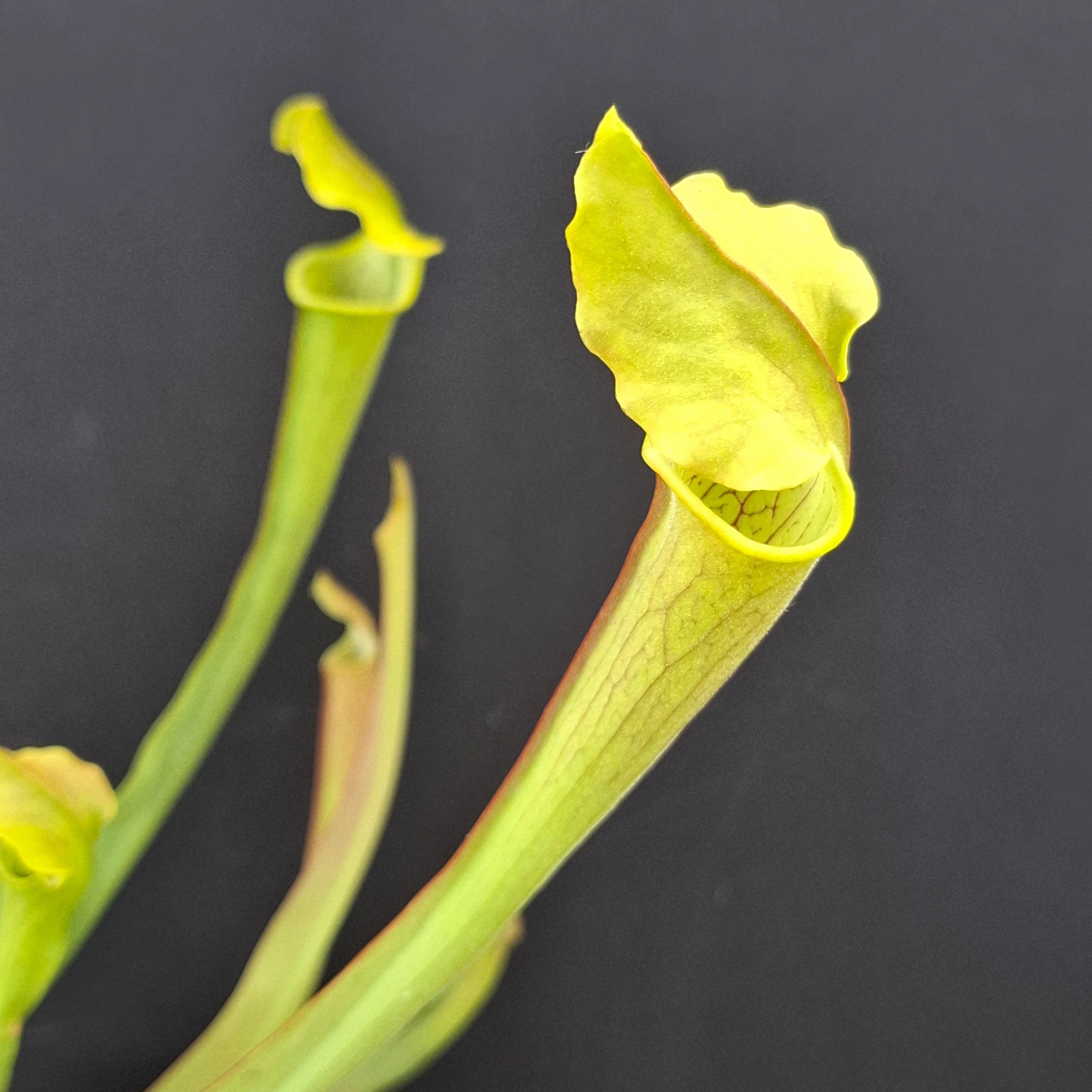 Sarracenia rubra ssp. wherryi <br>SWEET PITCHER PLANT - Image 5