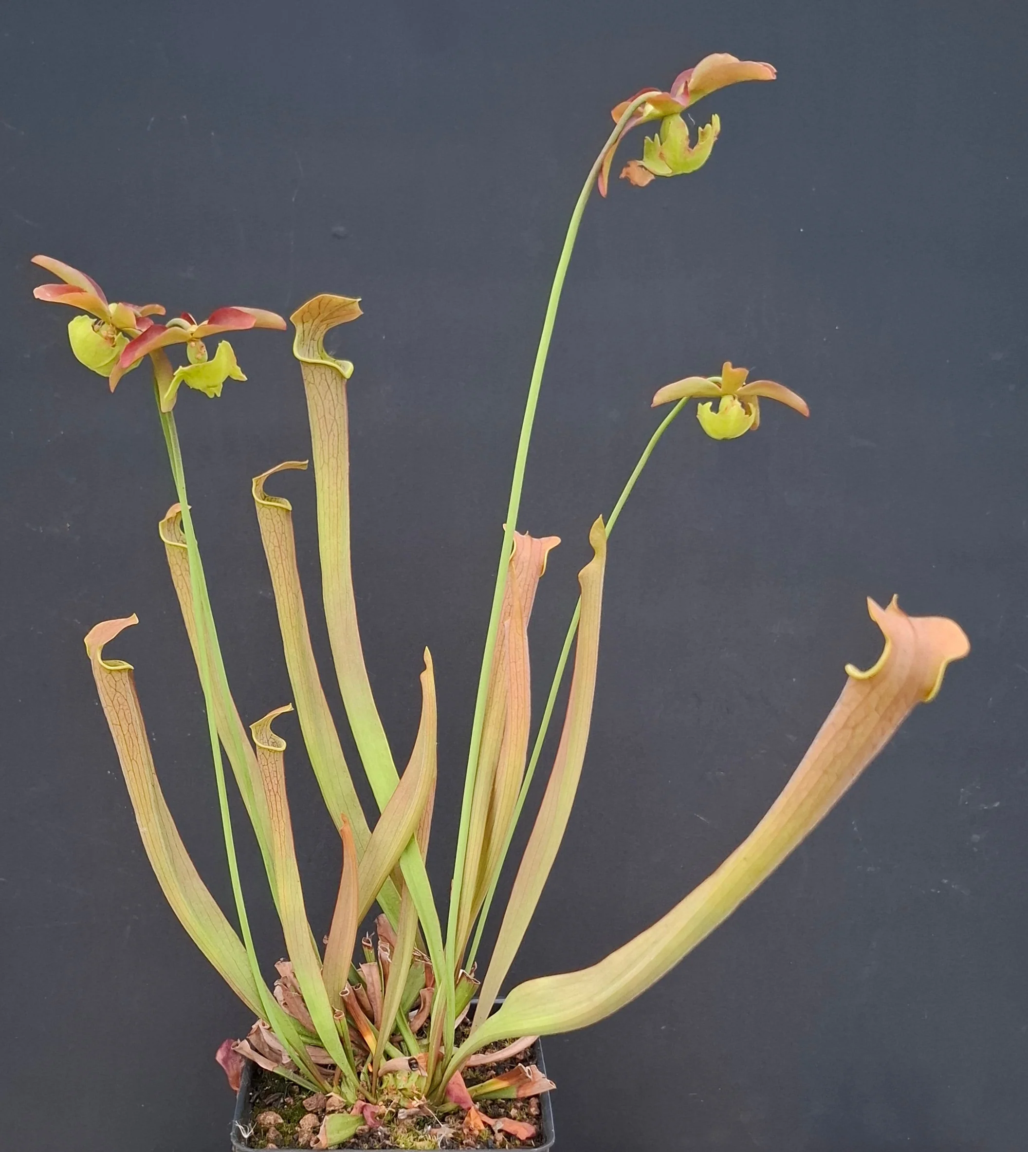 Sarracenia rubra ssp. wherryi <br>SWEET PITCHER PLANT - Image 6