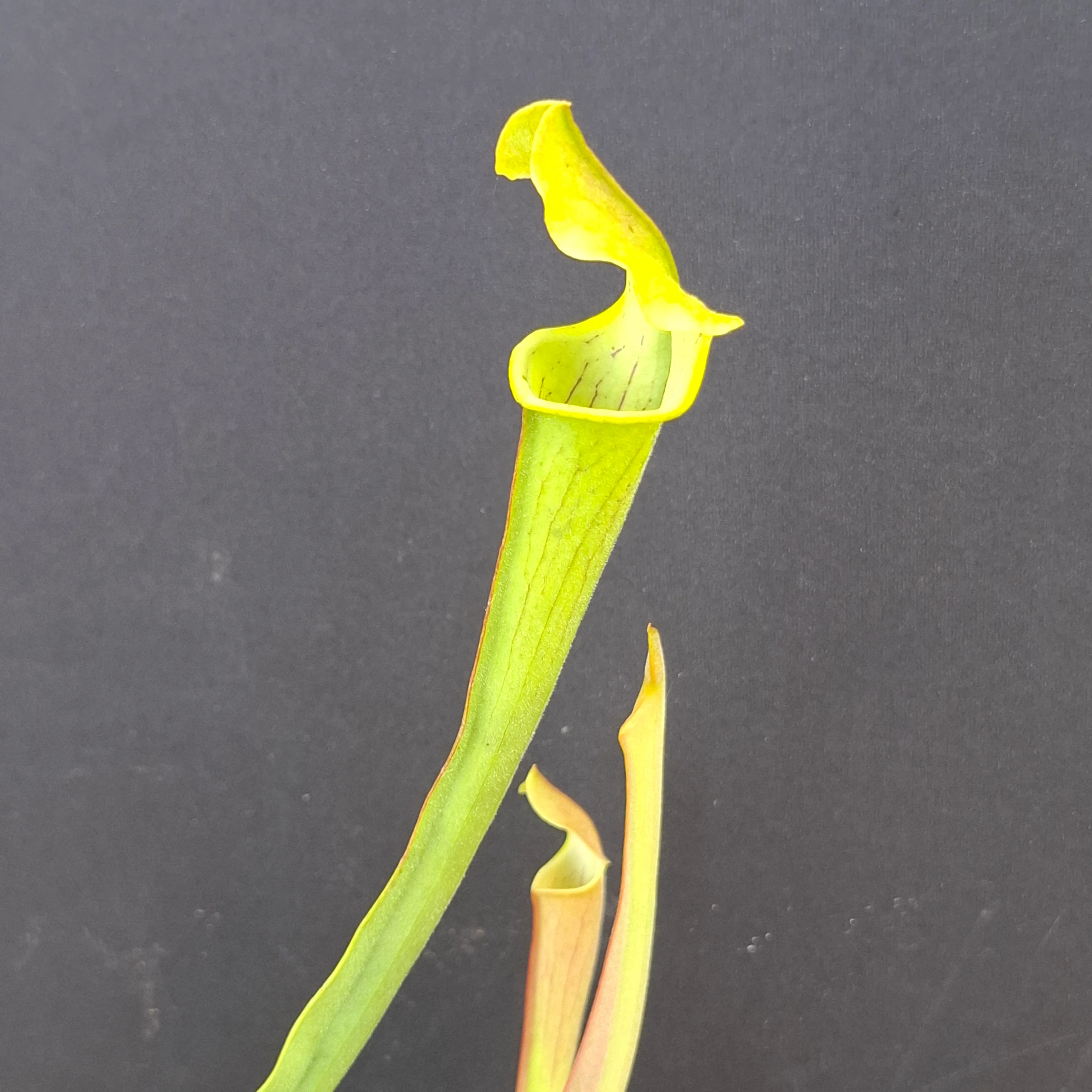 Sarracenia rubra ssp. wherryi <br>SWEET PITCHER PLANT - Image 7