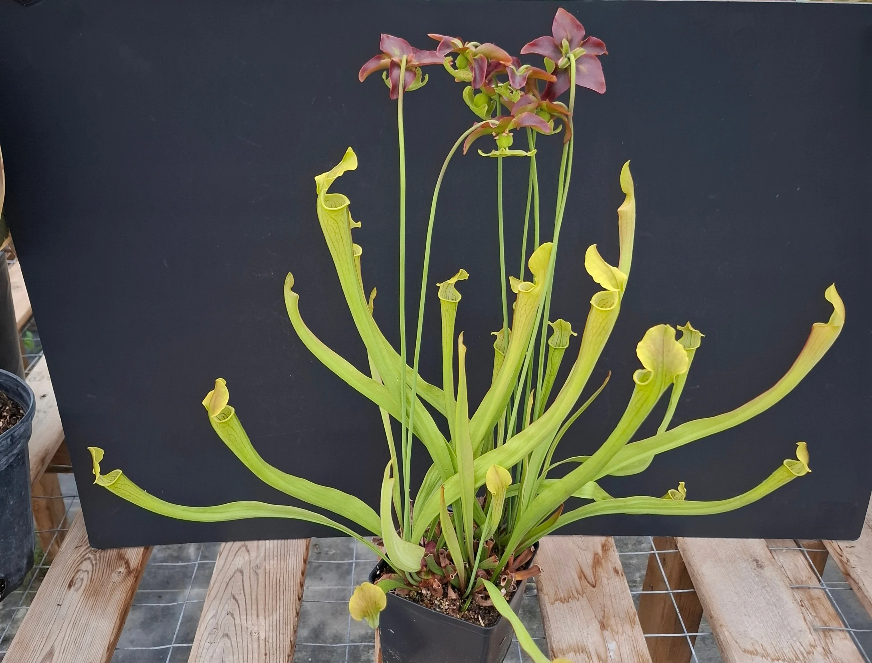 Sarracenia rubra ssp. wherryi <br>SWEET PITCHER PLANT - Image 8
