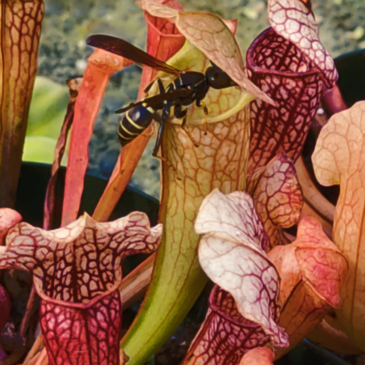 Sarracenia 'Velvet' <br>PITCHER PLANT x OP - Image 2