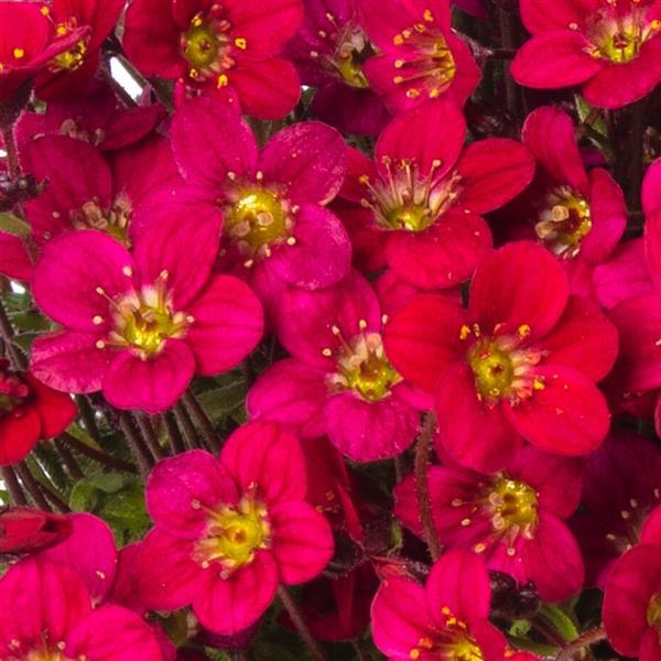 Saxifraga arendsii <br>DARK RED-ROSE MOSS ROSE, SAXIFRAGE