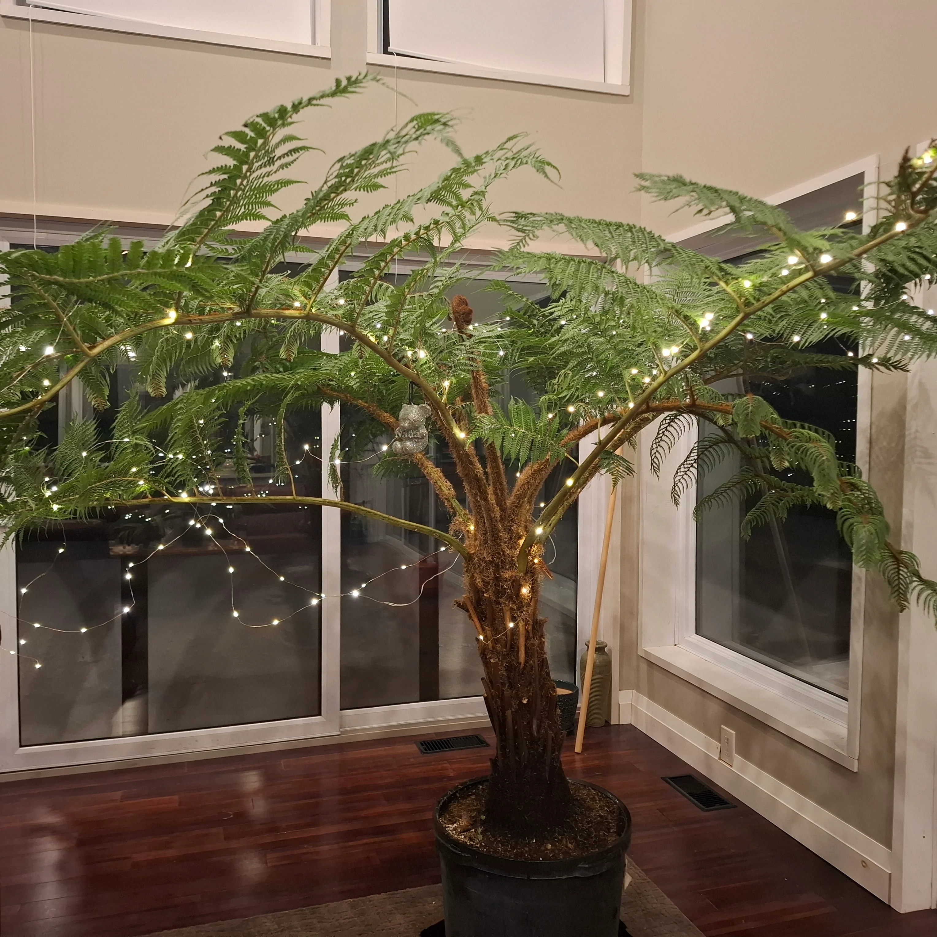 Cyathea cooperi, Sphaeropteris cooperi <br>AUSTRALIAN LACY TREE FERN - Image 2