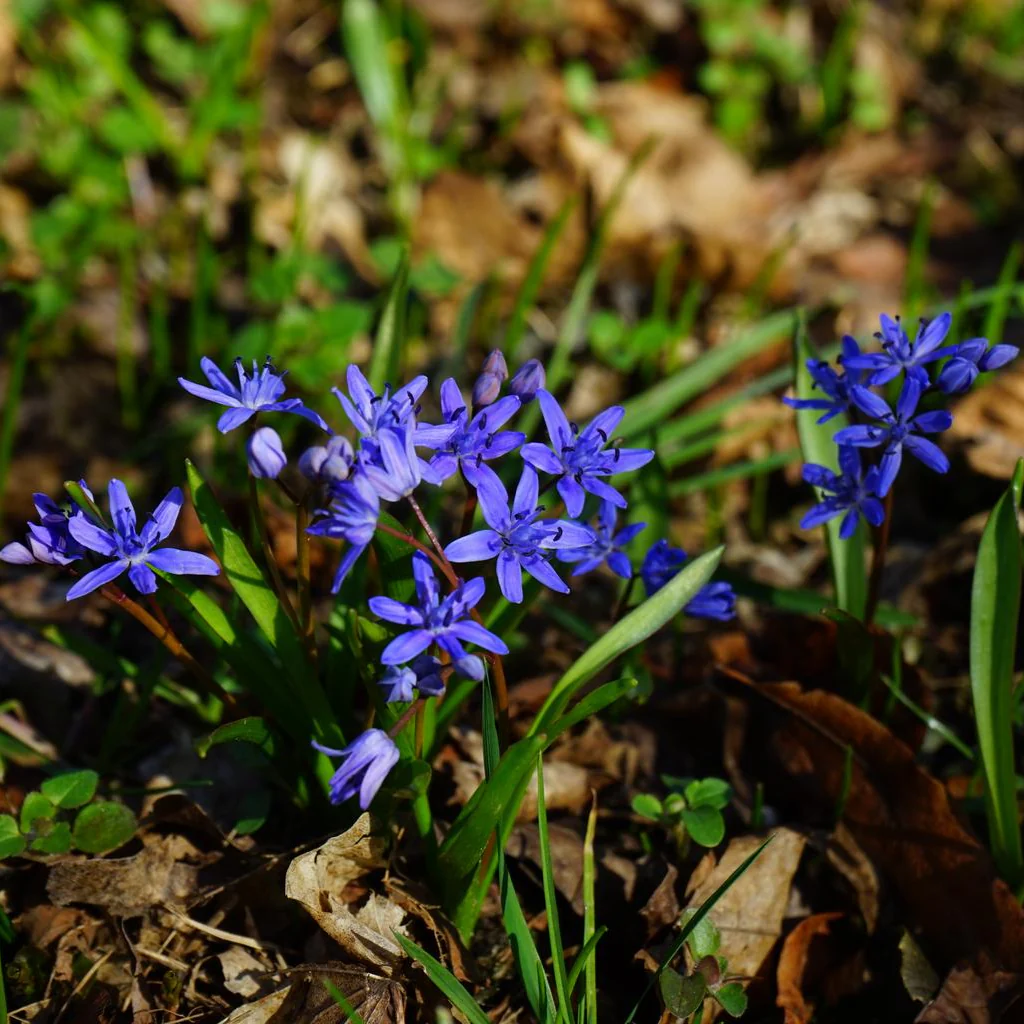 Scilla bifolia <br>ALPINE SQUILL, TWO LEAF SQUILL