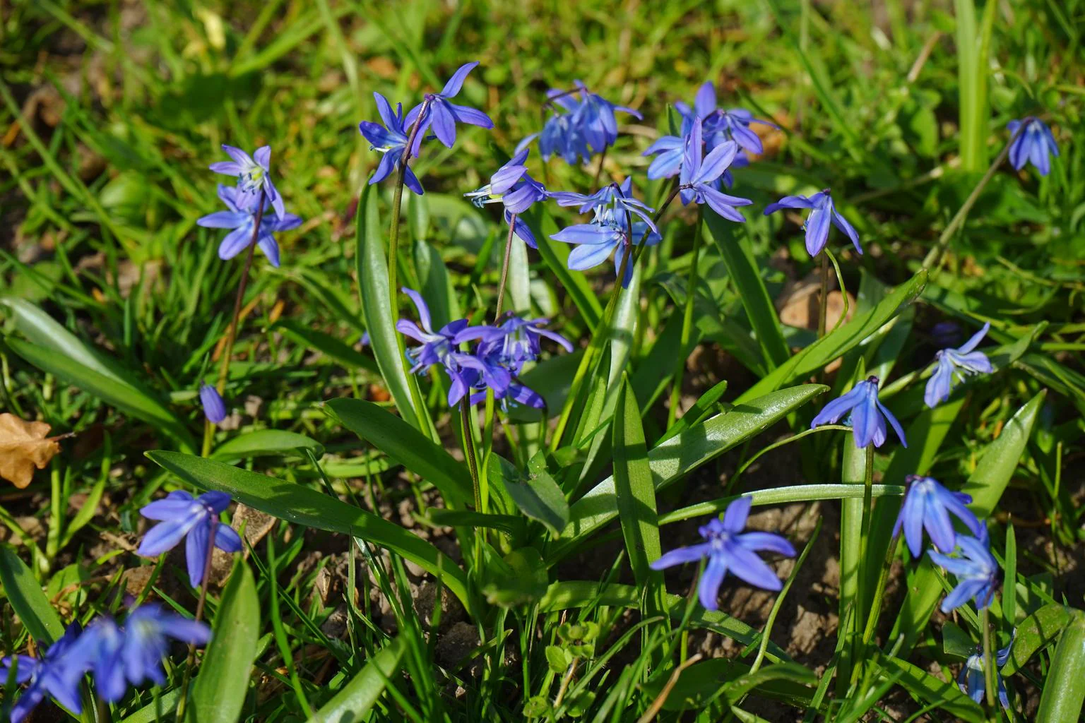 Scilla bifolia <br>ALPINE SQUILL, TWO LEAF SQUILL - Image 2