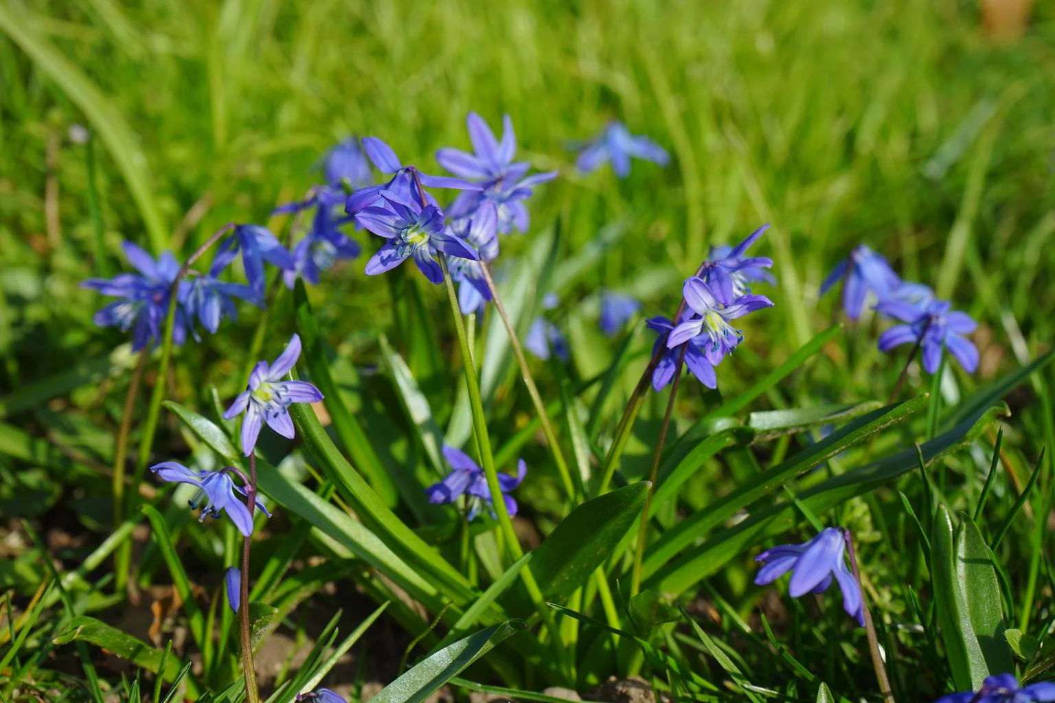 Scilla bifolia <br>ALPINE SQUILL, TWO LEAF SQUILL - Image 3