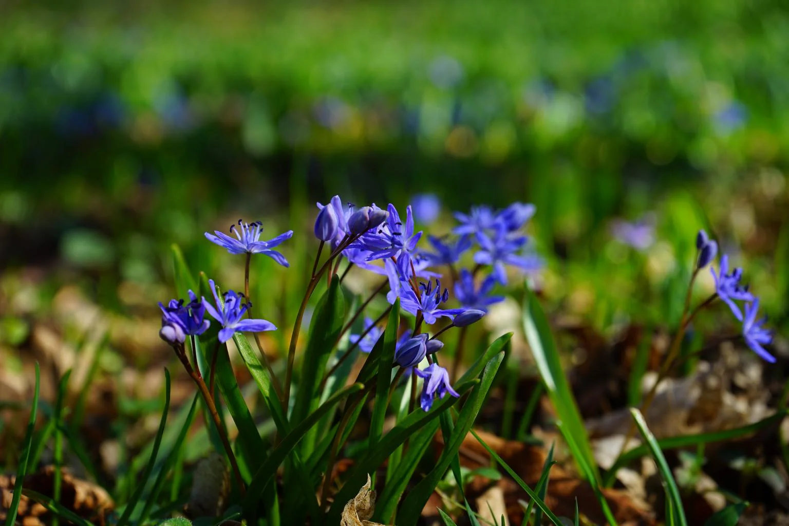 Scilla bifolia <br>ALPINE SQUILL, TWO LEAF SQUILL - Image 4