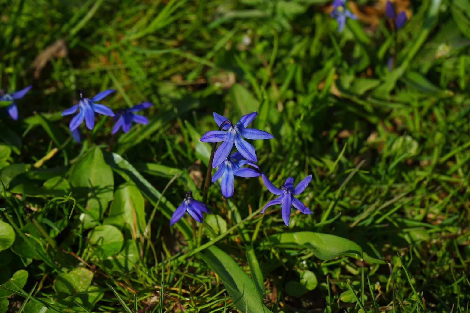 Scilla bifolia <br>ALPINE SQUILL, TWO LEAF SQUILL - Image 5