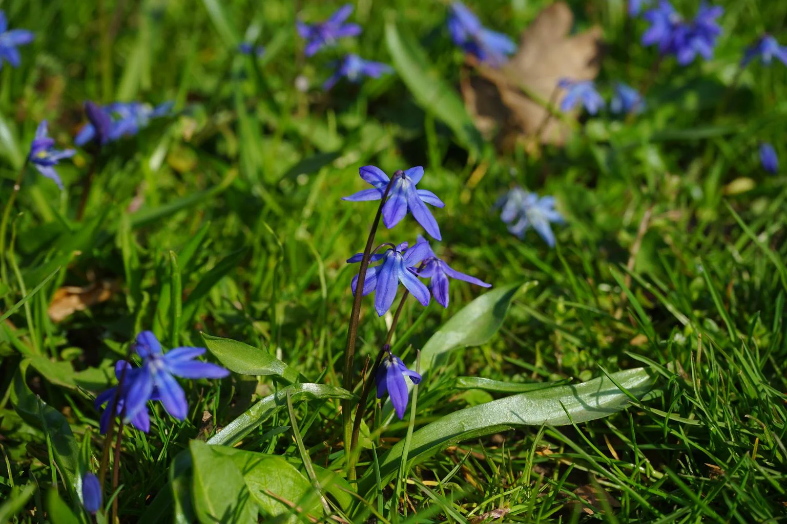 Scilla bifolia <br>ALPINE SQUILL, TWO LEAF SQUILL - Image 6
