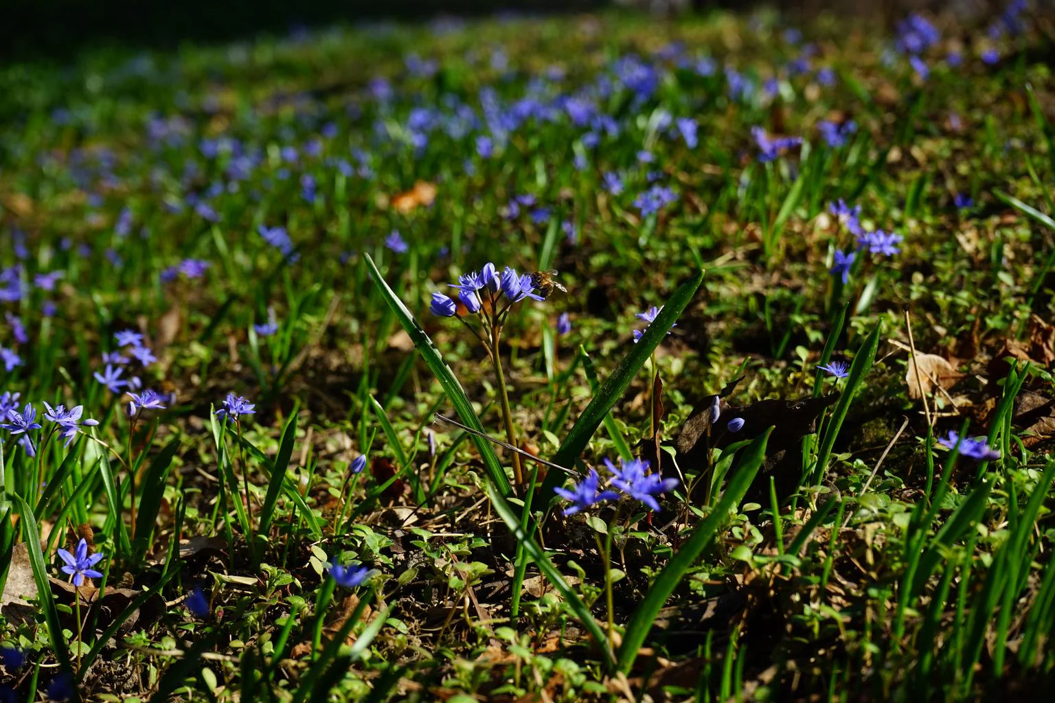 Scilla bifolia <br>ALPINE SQUILL, TWO LEAF SQUILL - Image 7