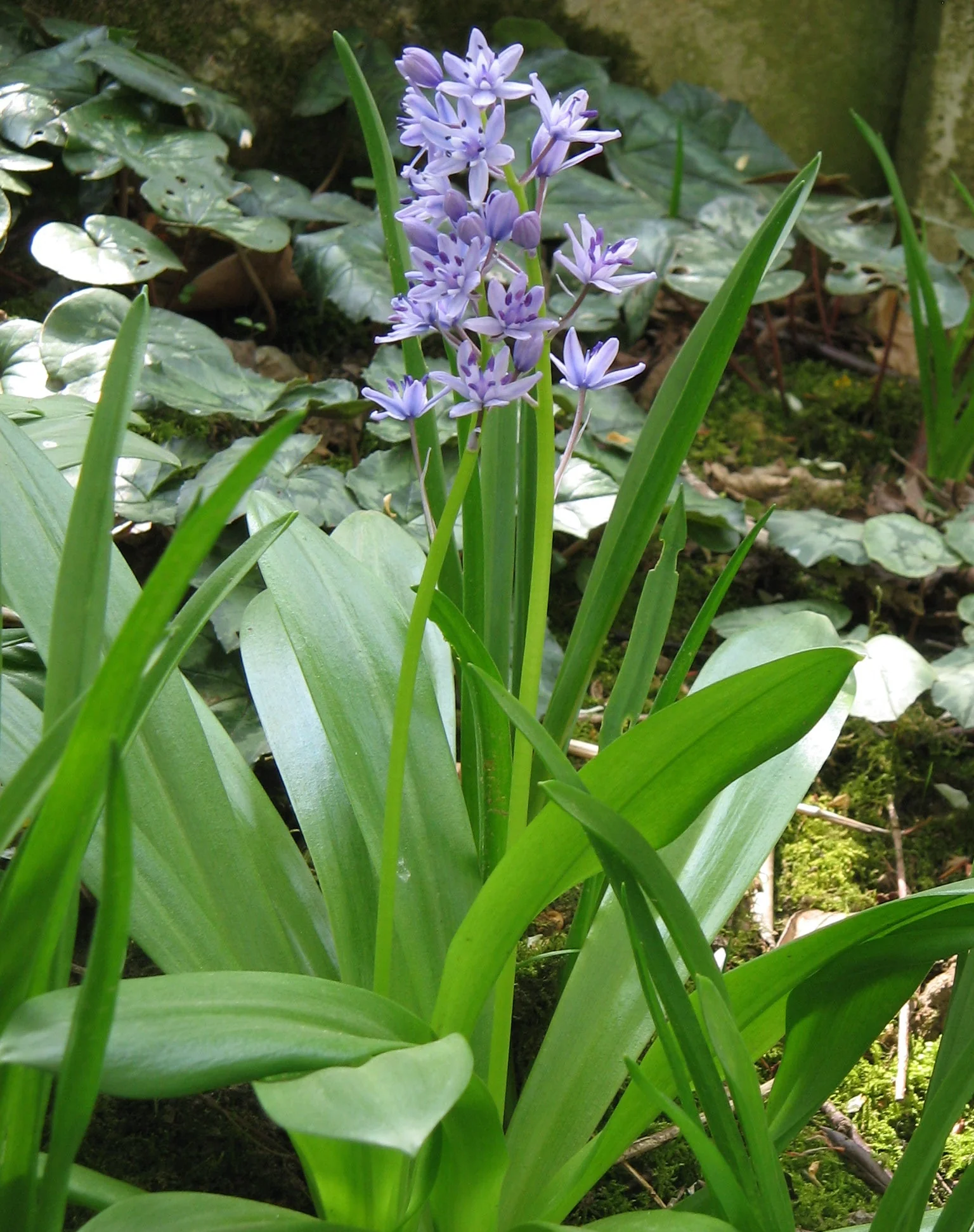 Scilla lilio-hyacinthus <br>PYRENIAN SQUILL