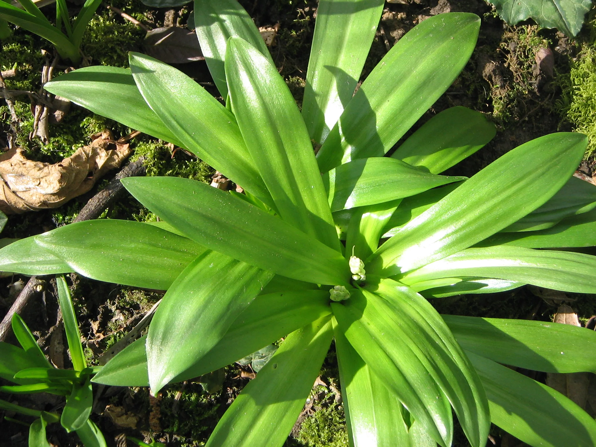 Scilla lilio-hyacinthus <br>PYRENIAN SQUILL - Image 2
