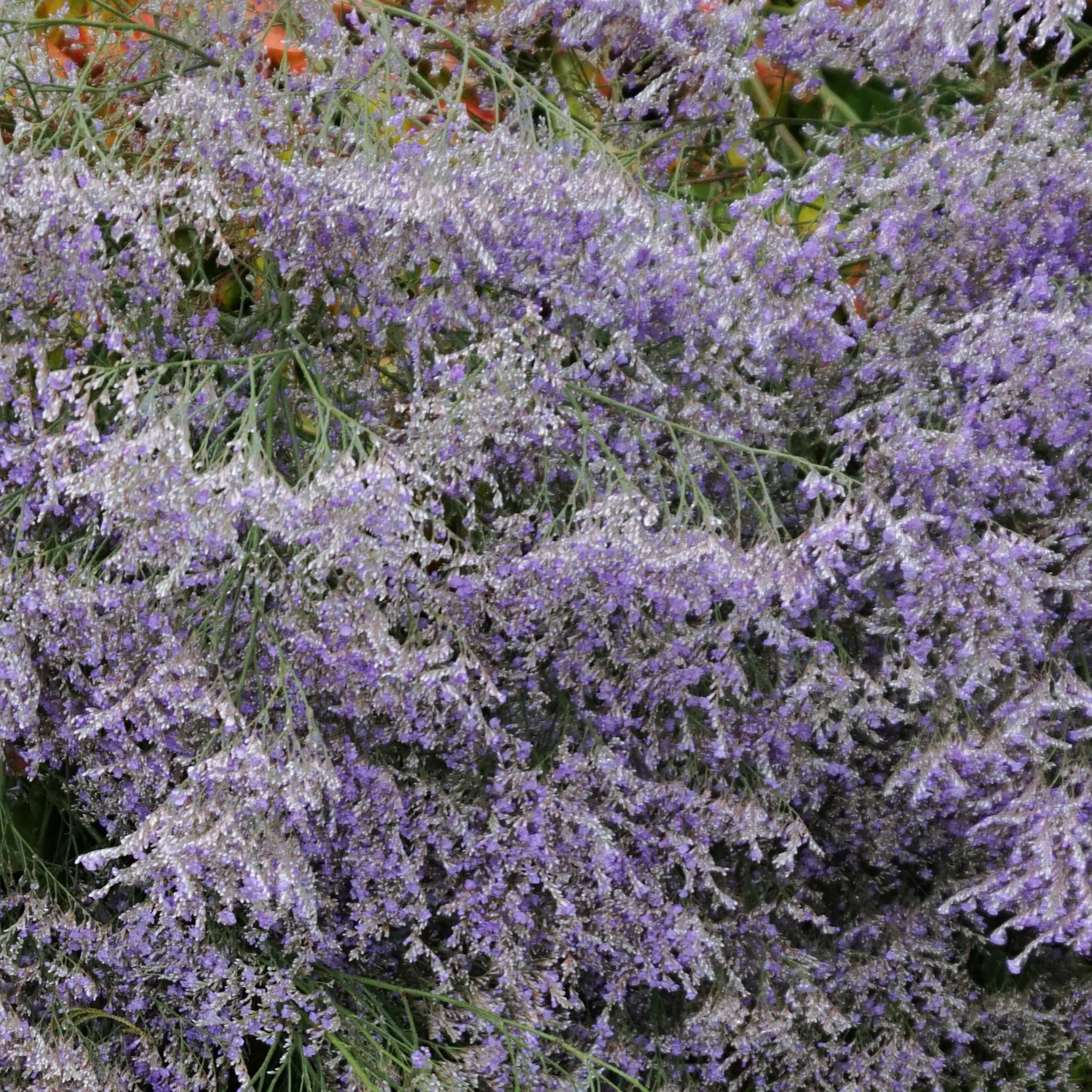 Limonium latifolium platyphyllum <br>SEA LAVENDER, STATICE