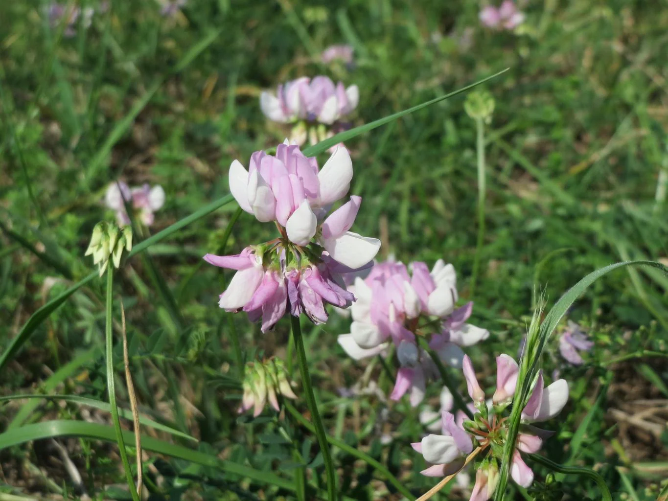 Securigera varia, Coronilla varia <br>CROWNVETCH, PURPLE CROWN VETCH