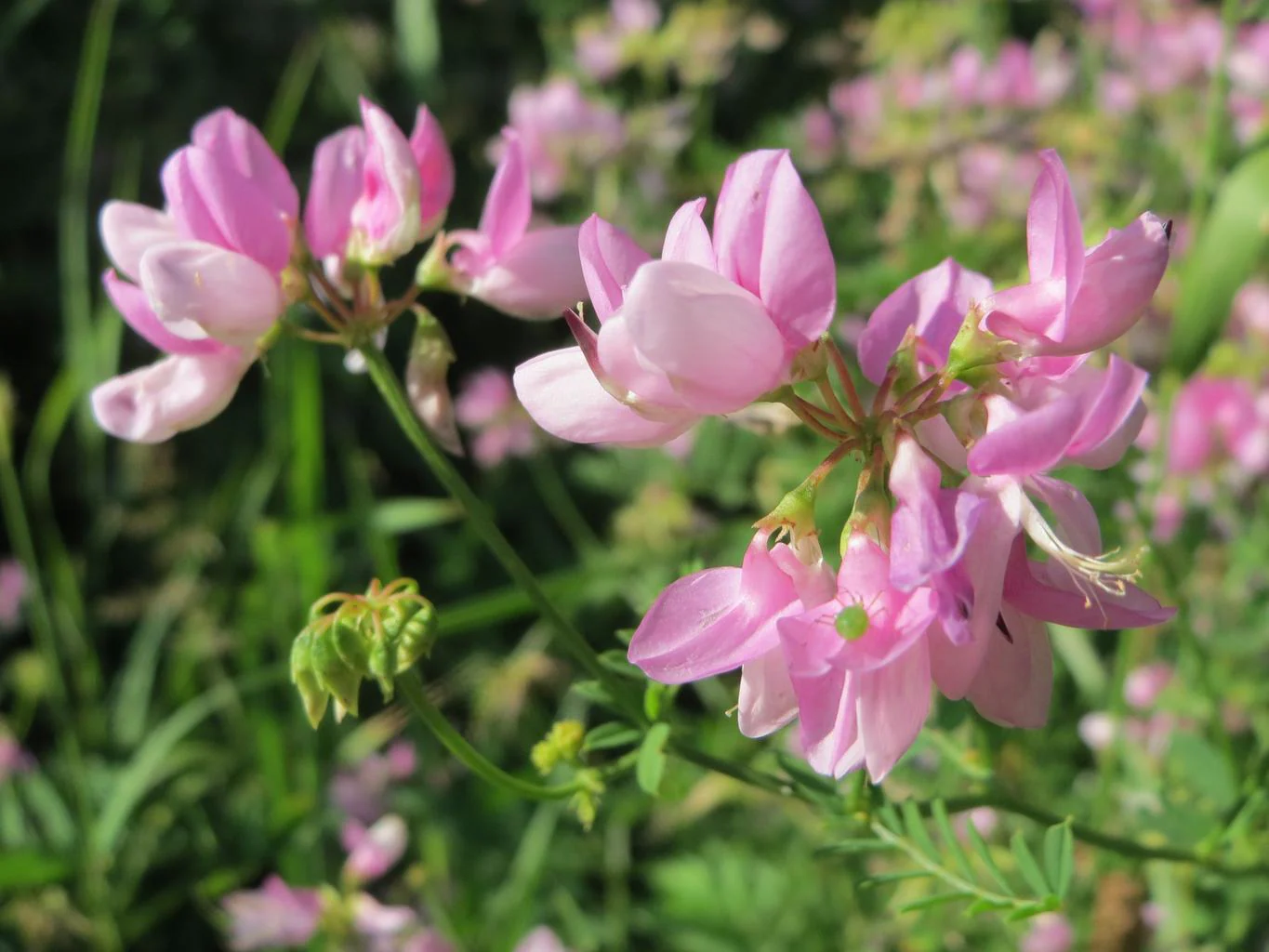 Securigera varia, Coronilla varia <br>CROWNVETCH, PURPLE CROWN VETCH - Image 2