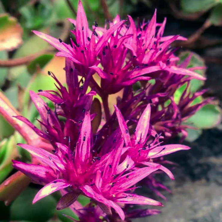 Sedum spurium coccineum <br>STONECROP 'PURPLE CARPET', CAUCASIAN STONECROP