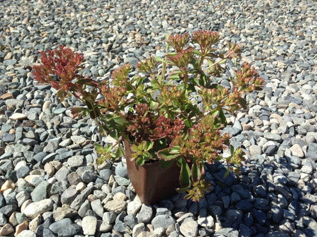 Sedum spurium coccineum <br>STONECROP 'PURPLE CARPET', CAUCASIAN STONECROP - Image 2