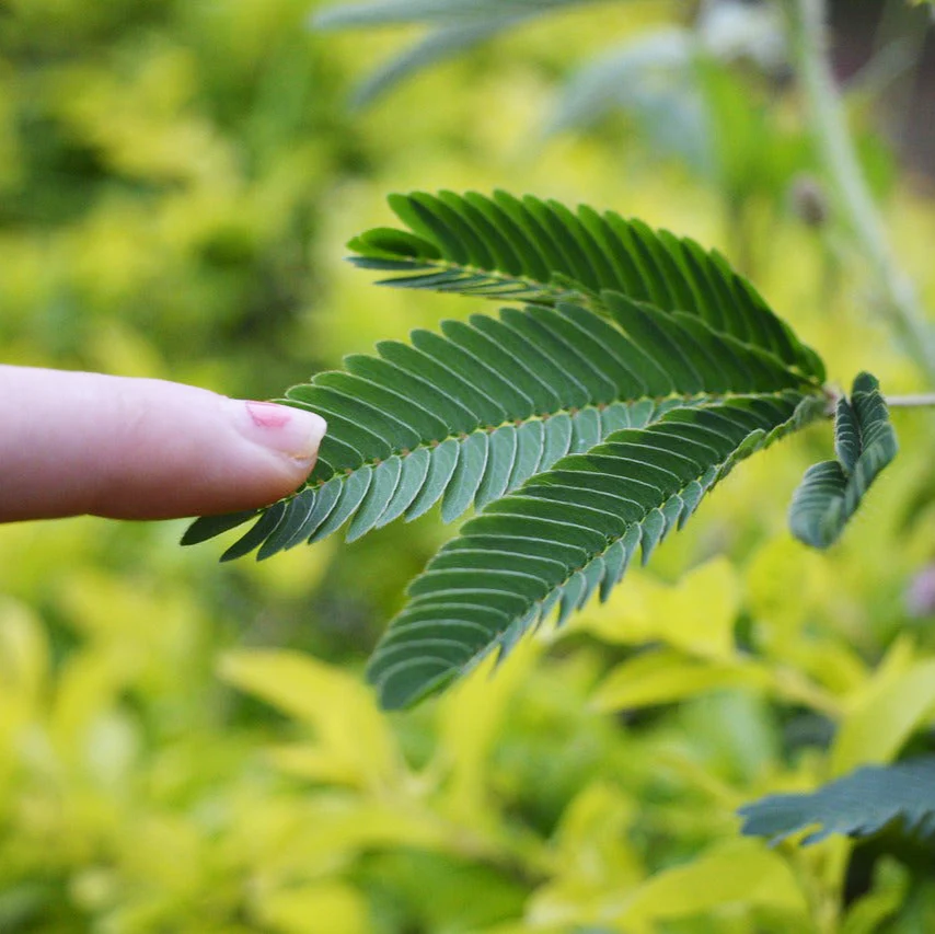 Mimosa pudica <br>SENSITIVE PLANT MIMOSA, TOUCH ME NOT