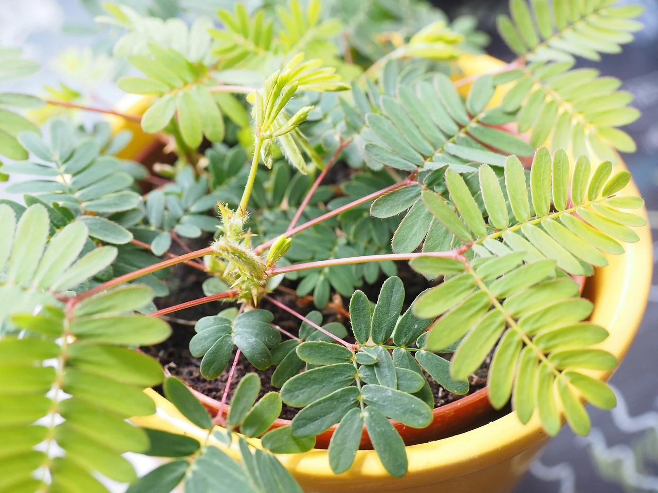 Mimosa pudica <br>SENSITIVE PLANT MIMOSA, TOUCH ME NOT - Image 2
