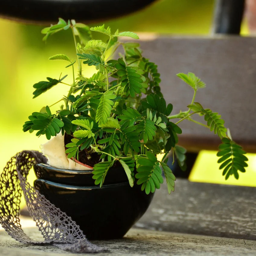 Mimosa pudica <br>SENSITIVE PLANT MIMOSA, TOUCH ME NOT - Image 3