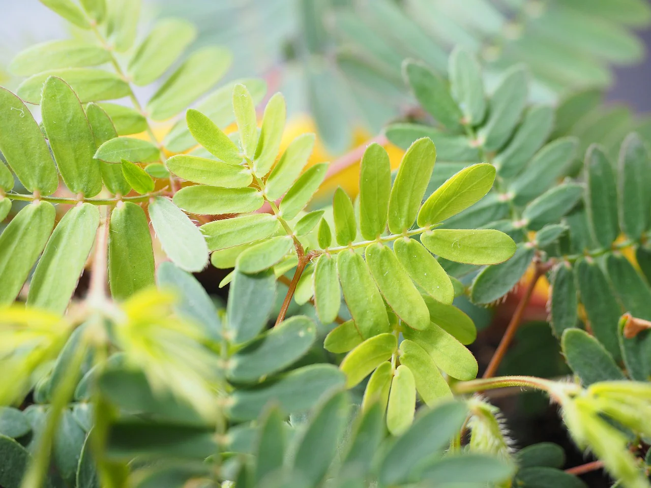 Mimosa pudica <br>SENSITIVE PLANT MIMOSA, TOUCH ME NOT - Image 4